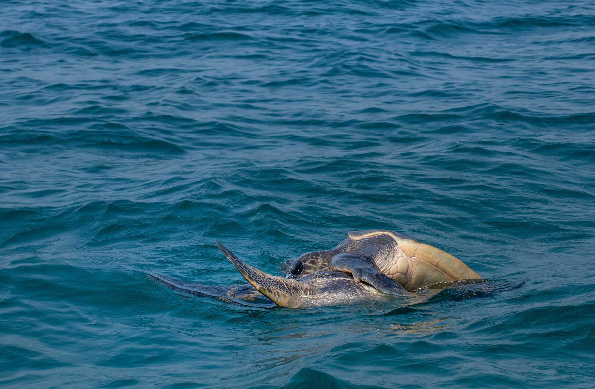 Olive Ridley Sea Turtles mating