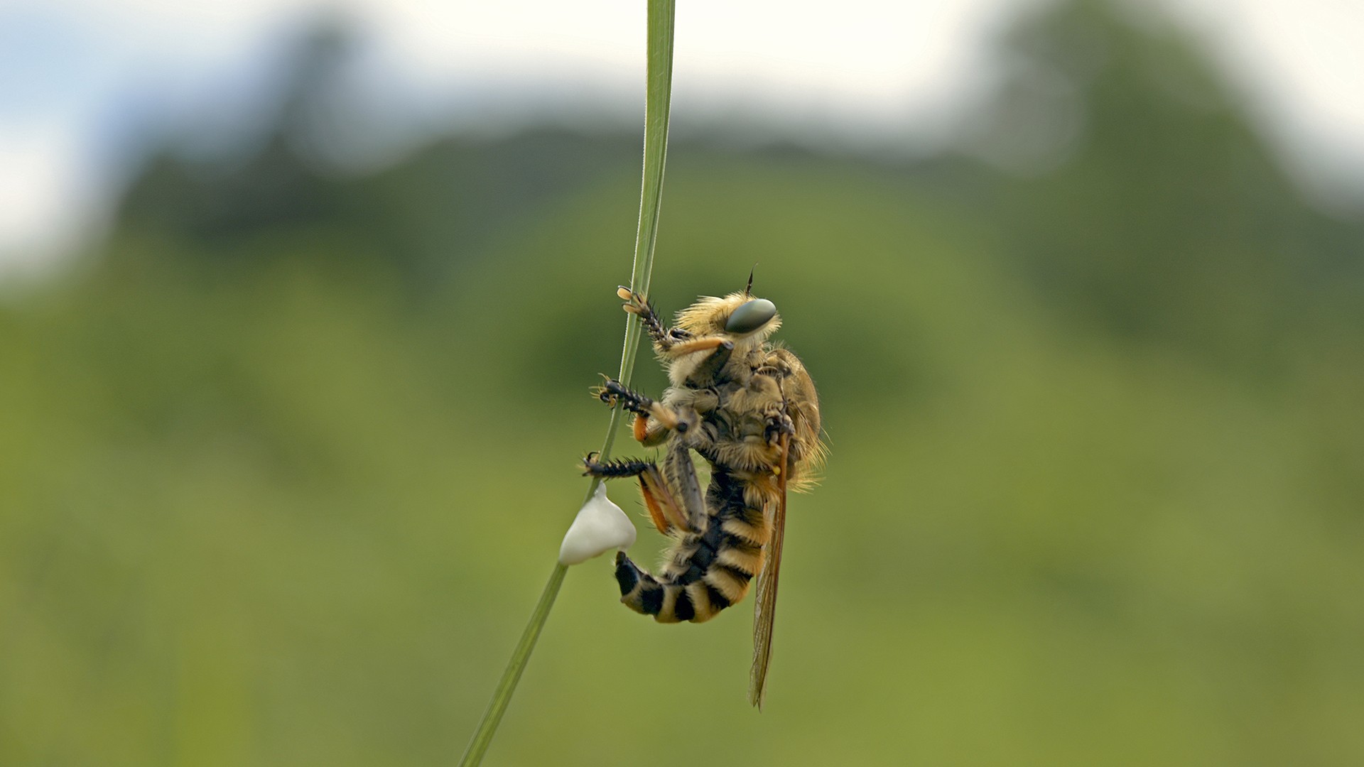 Robberfly laying eggs
