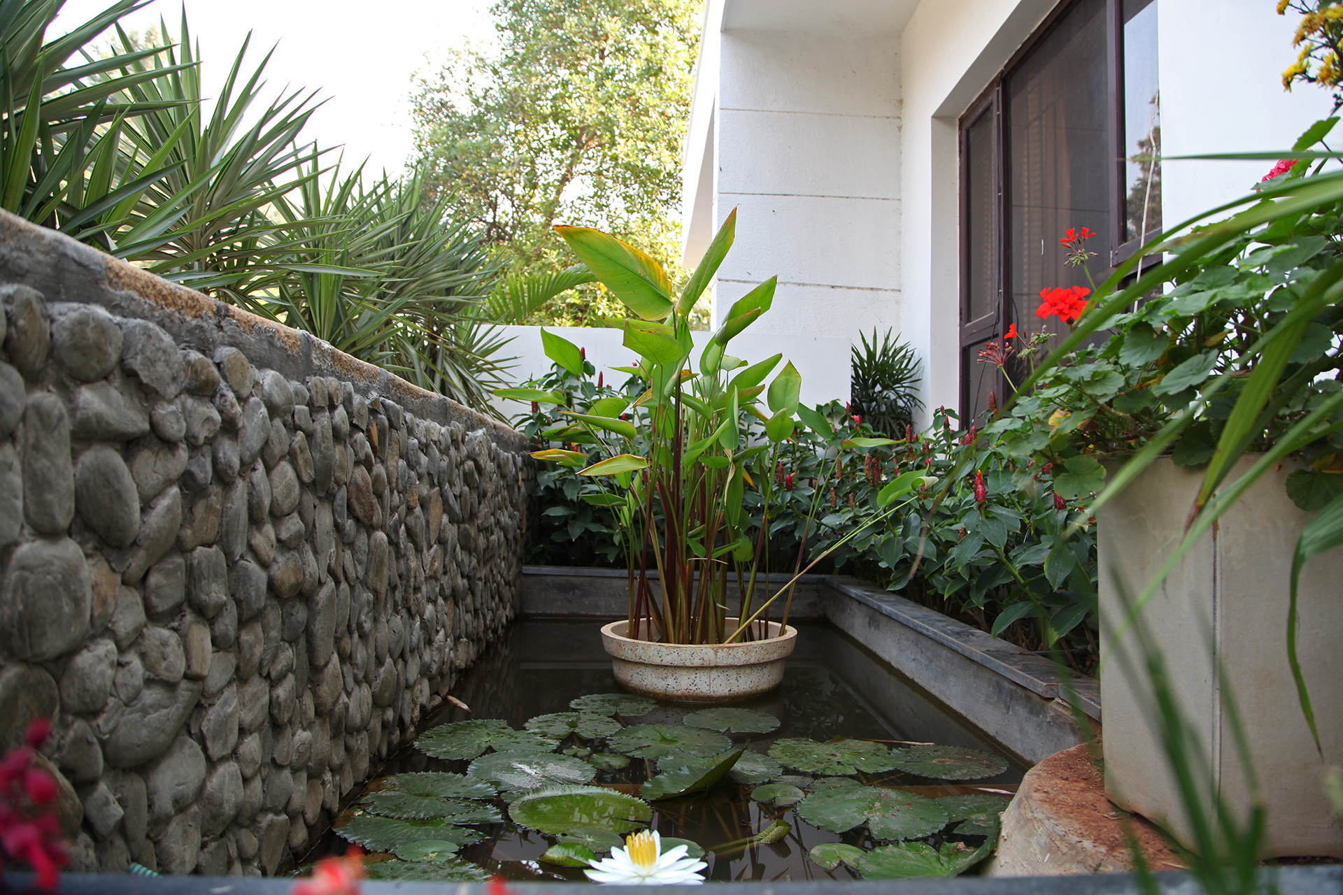 Lotus pond - Making Cities Water Wise | Nature inFocus