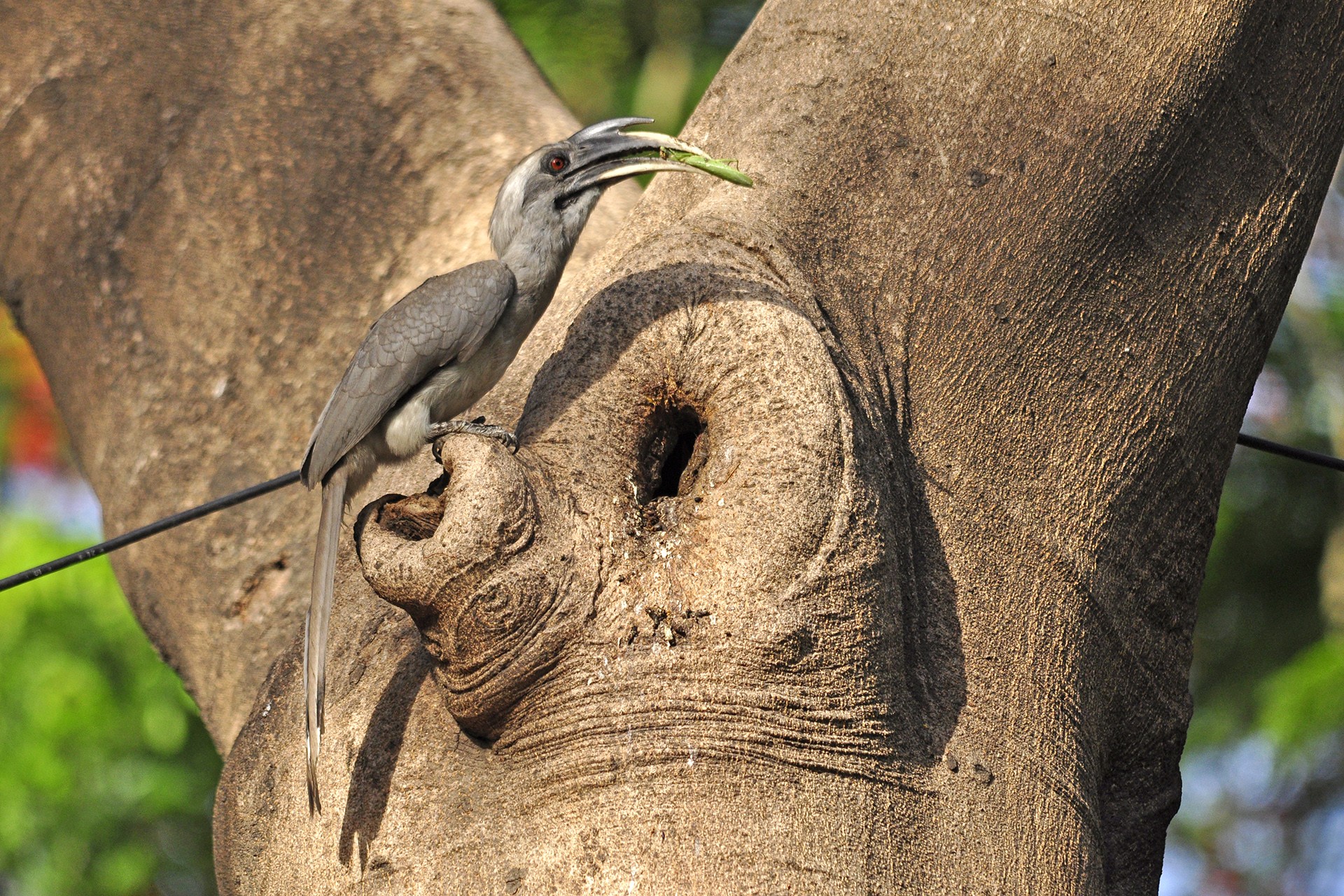 Indian Grey Hornbill with a Praying Mantis kill