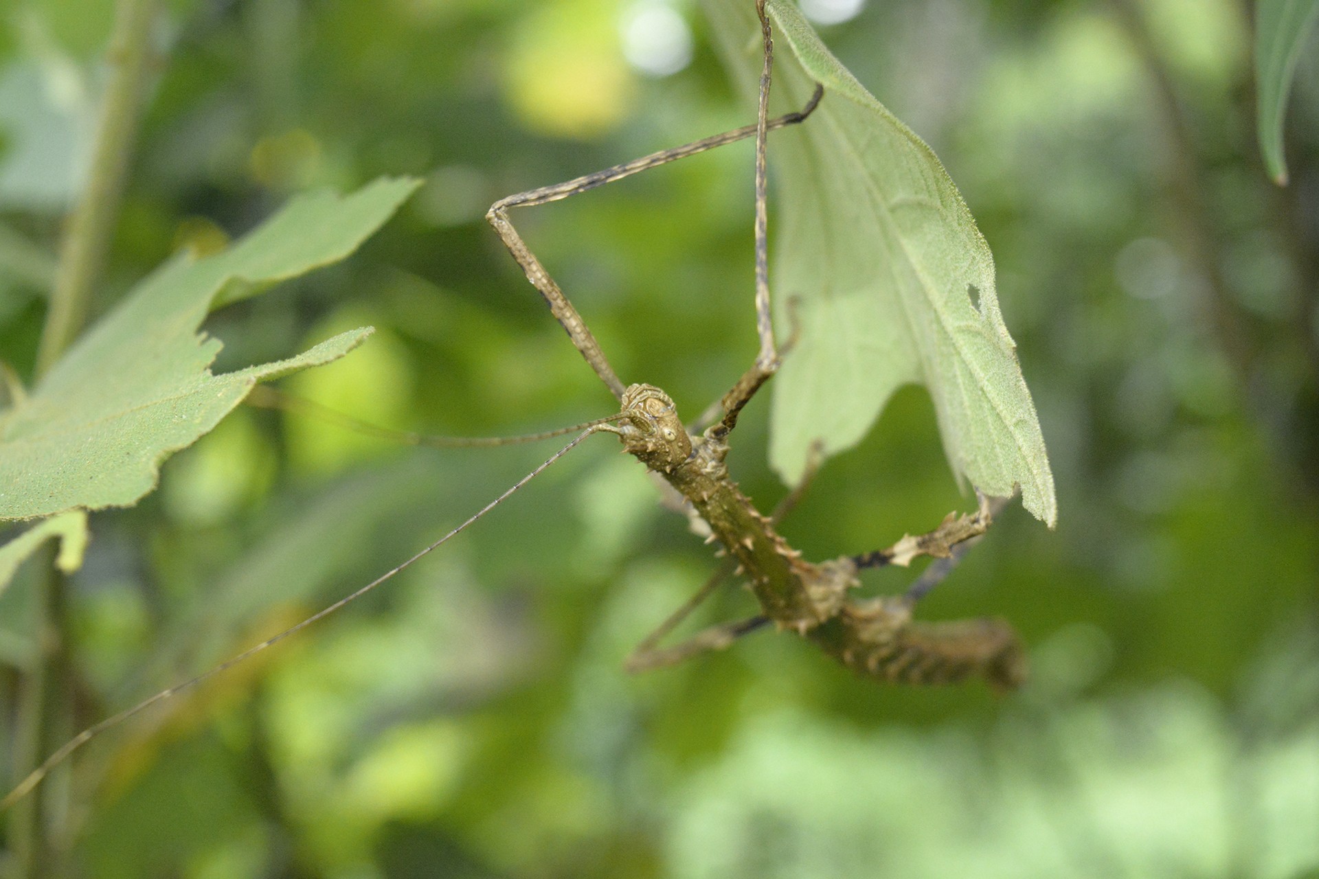 Stick insect in Pakke Tiger Reserve