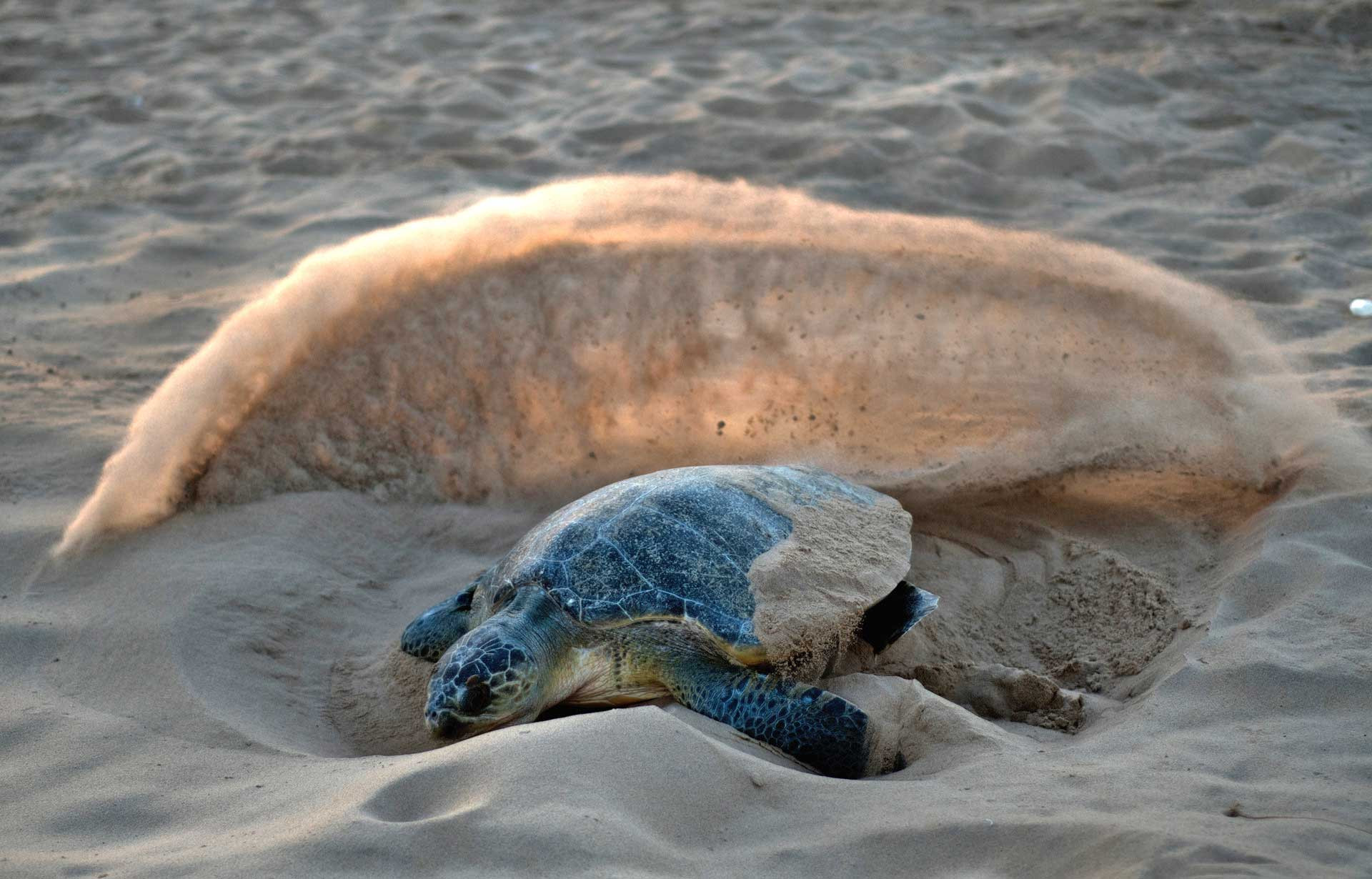 Olive Ridley Sea Turtle digging a hole on the beach