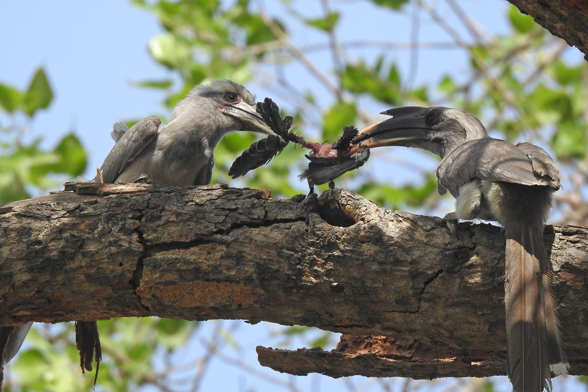 Indian Grey Hornbill feeding a chick