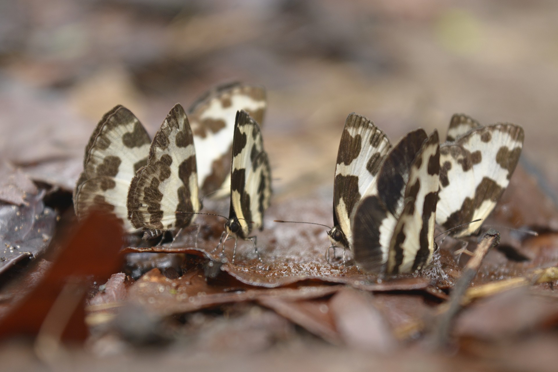 Elbowed Pierrot butterfly