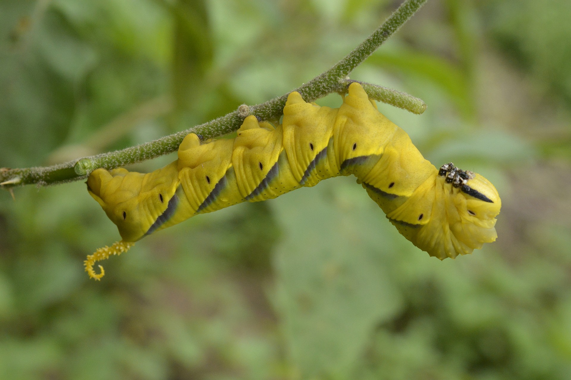 Caterpillar of Lesser Death's-head Hawkmoth