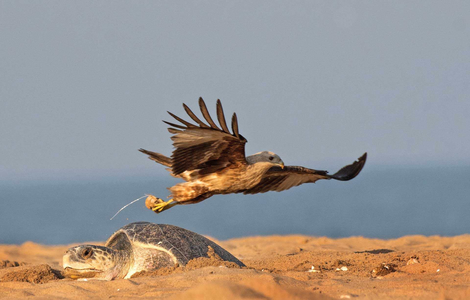 Brahminy Kite stealing an Olive Ridley turtle egg