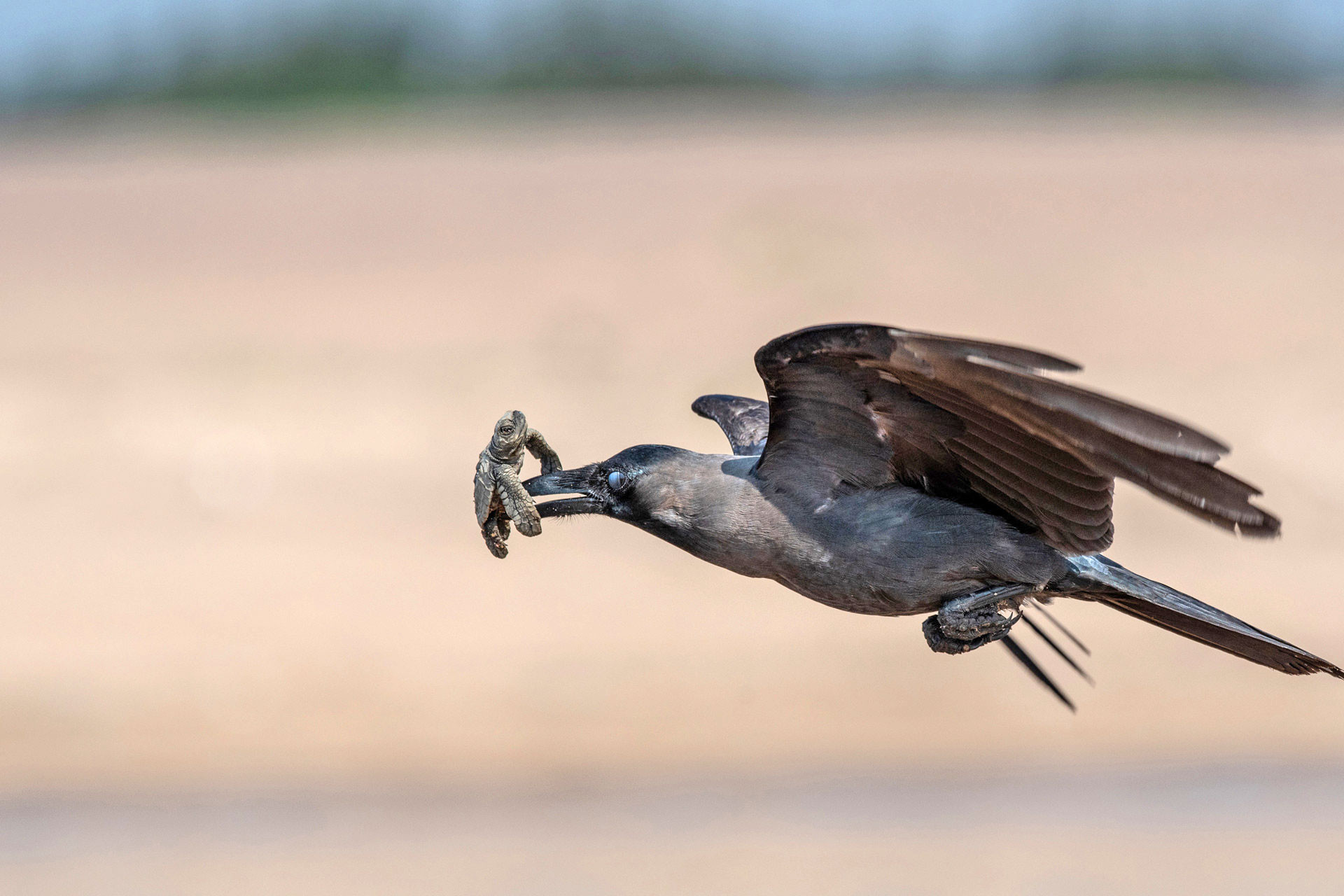 Crow hunting a baby Olive Ridley turtle