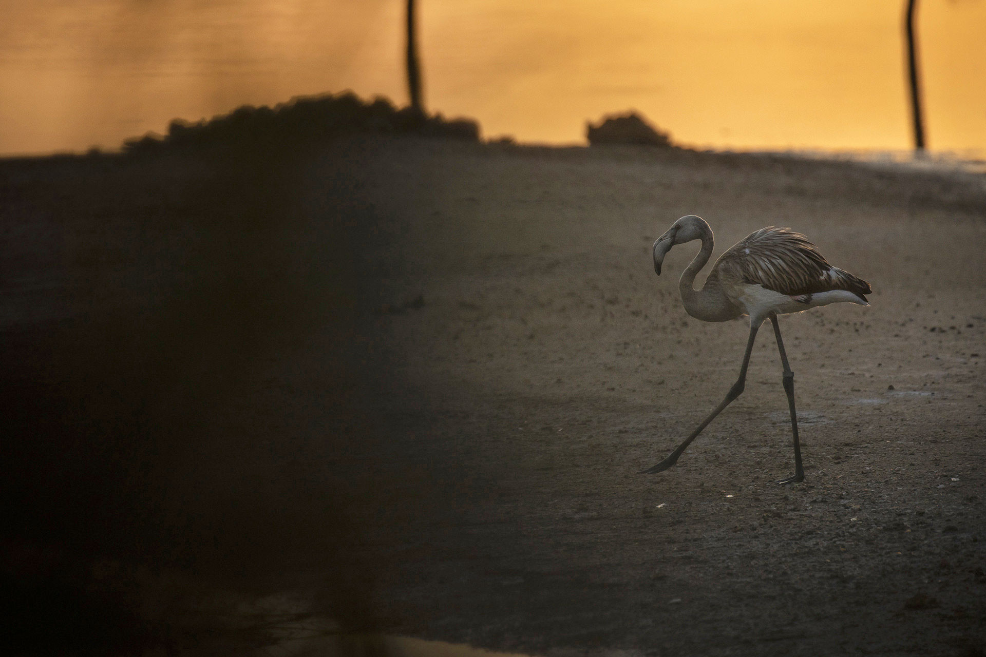 Greater Flamingo rescued by Birdlife Malta