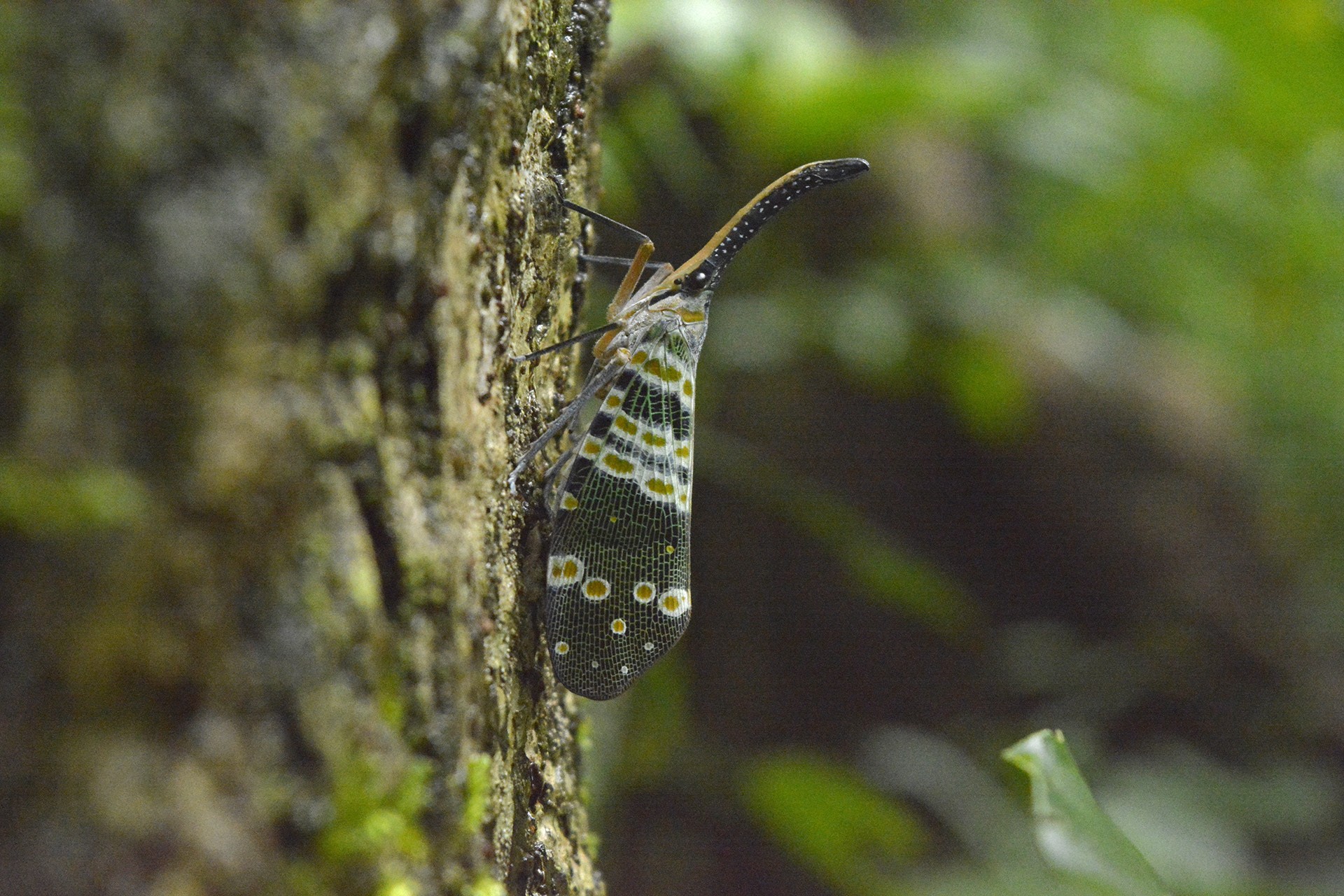 Lanternfly in Pakke Tiger Reserve