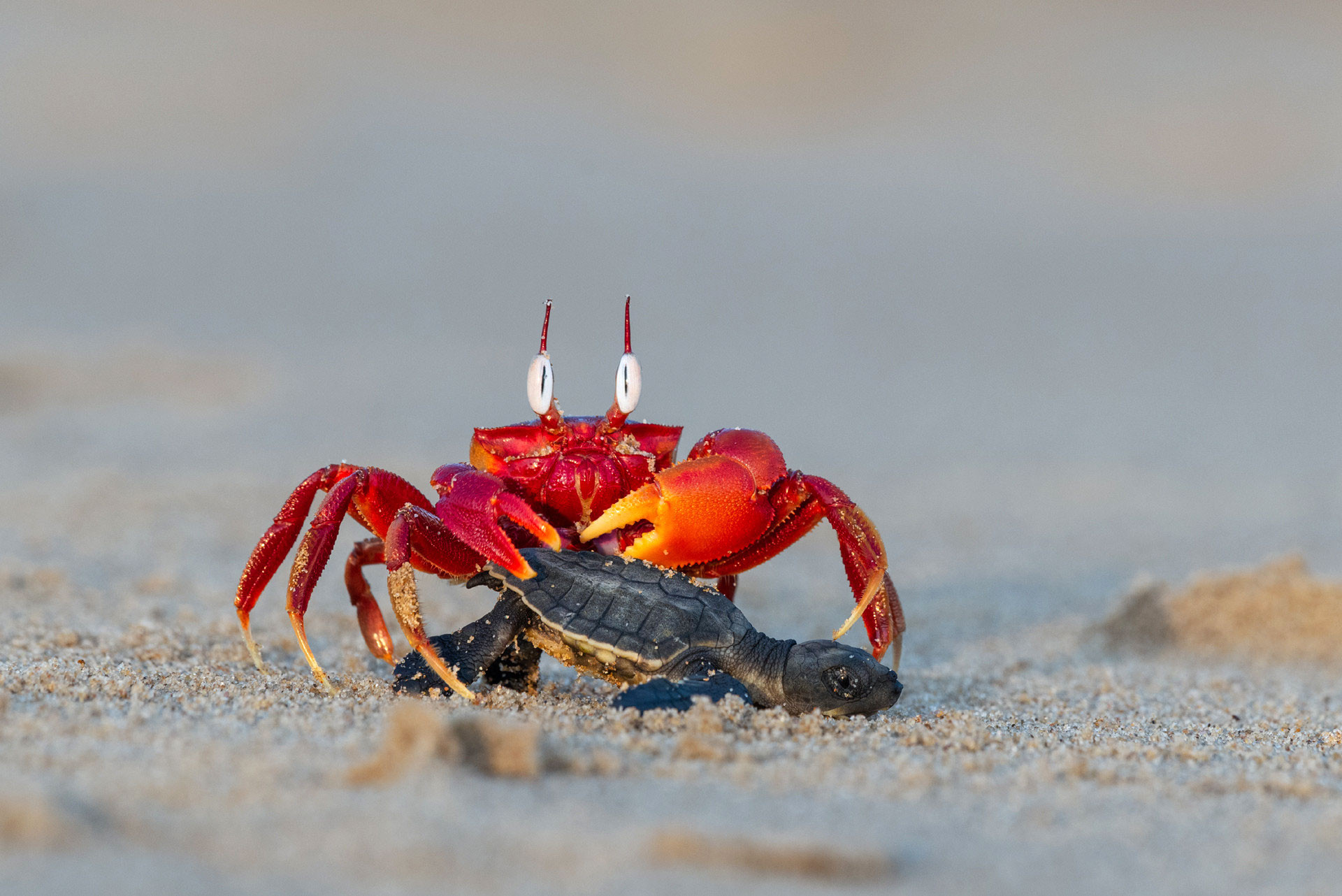 Red Ghost Crab hunting a baby Olive Ridley turtle