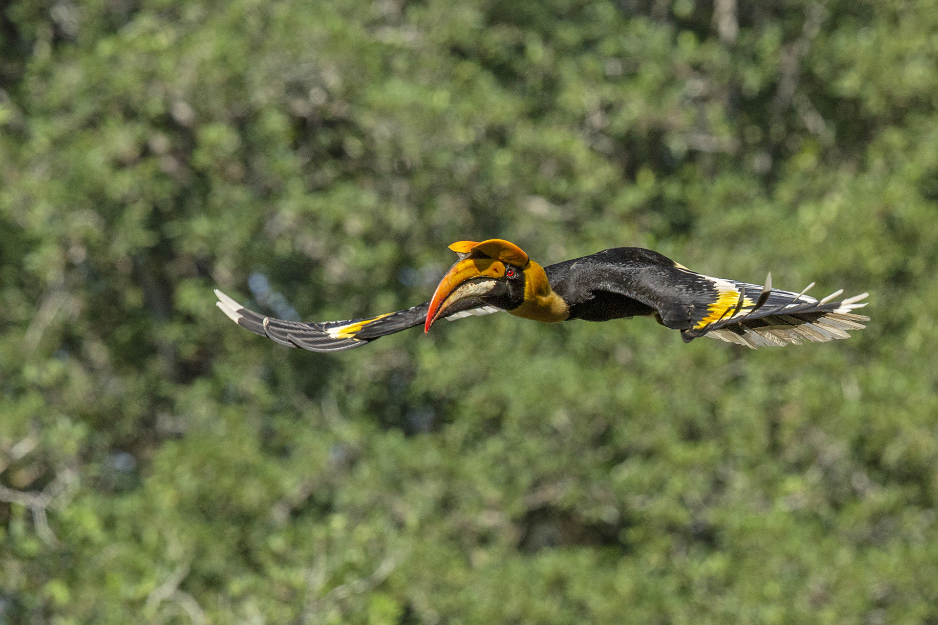 Great Hornbill in flight