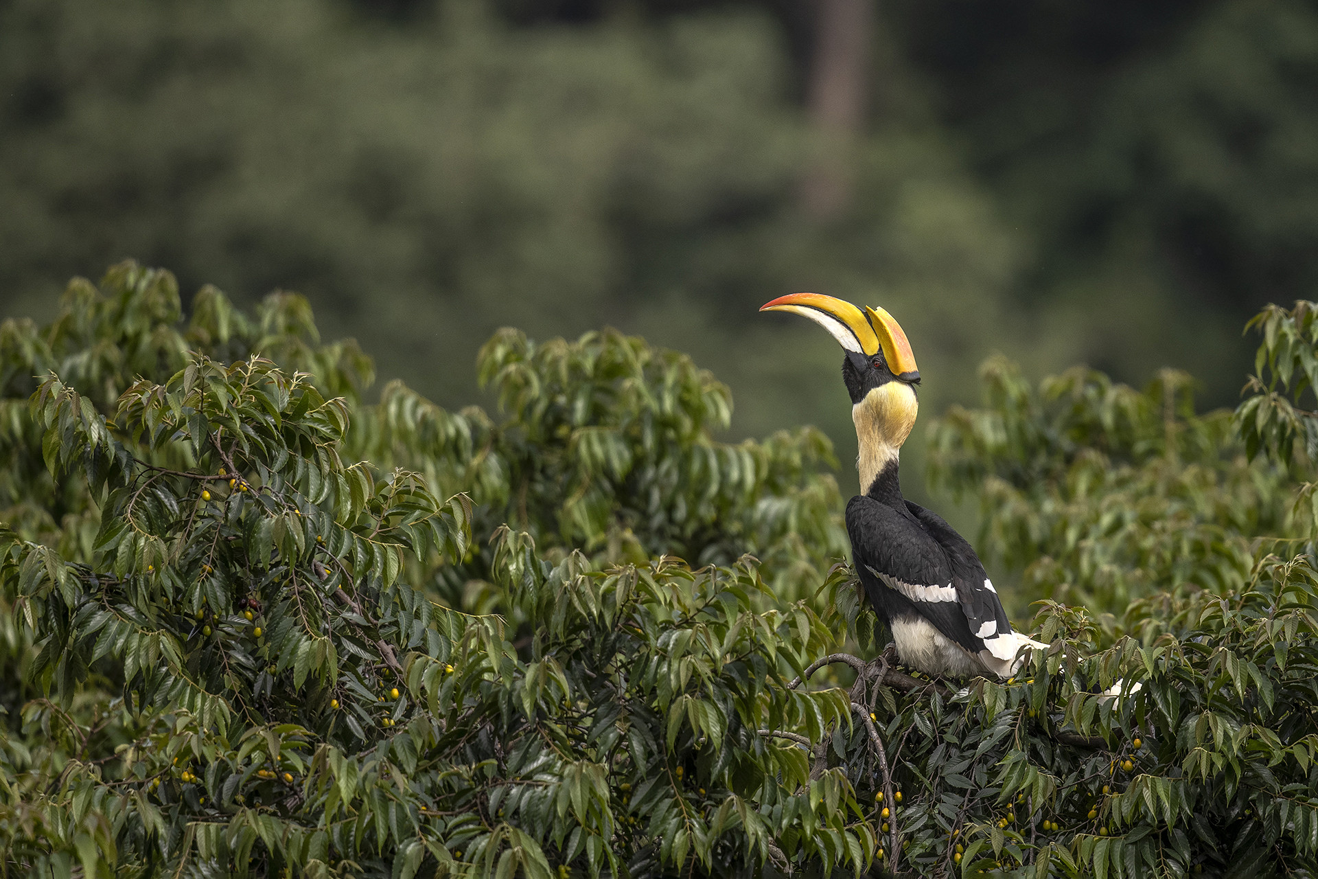 Great hornbill on a maesopsis tree