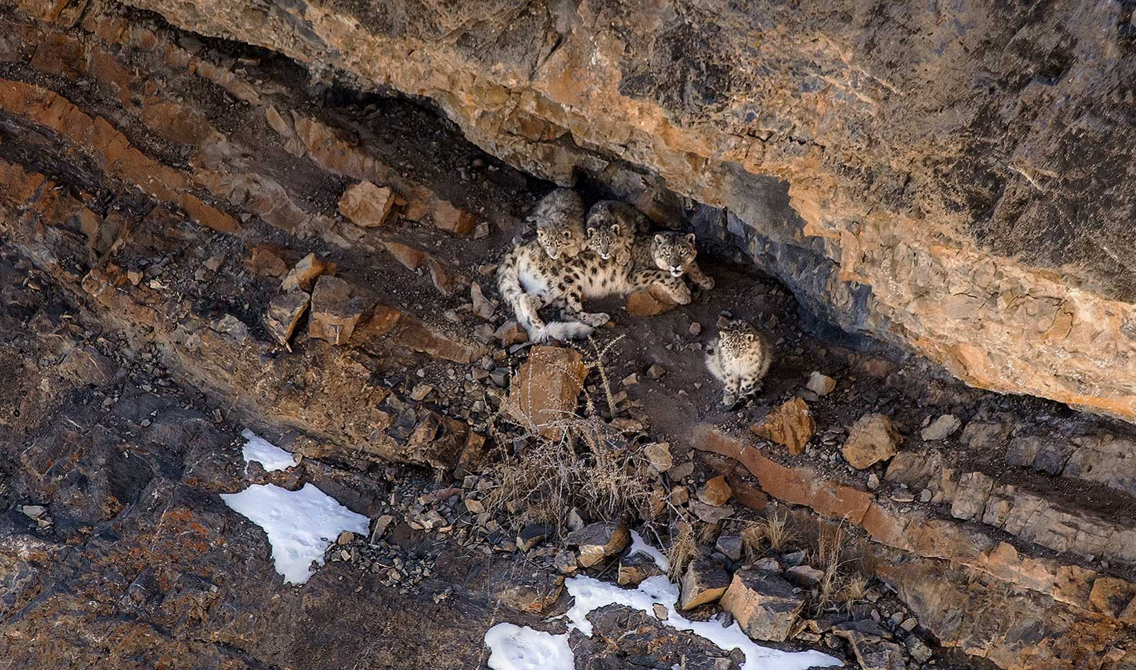 Snow Leopard mother with her cubs
