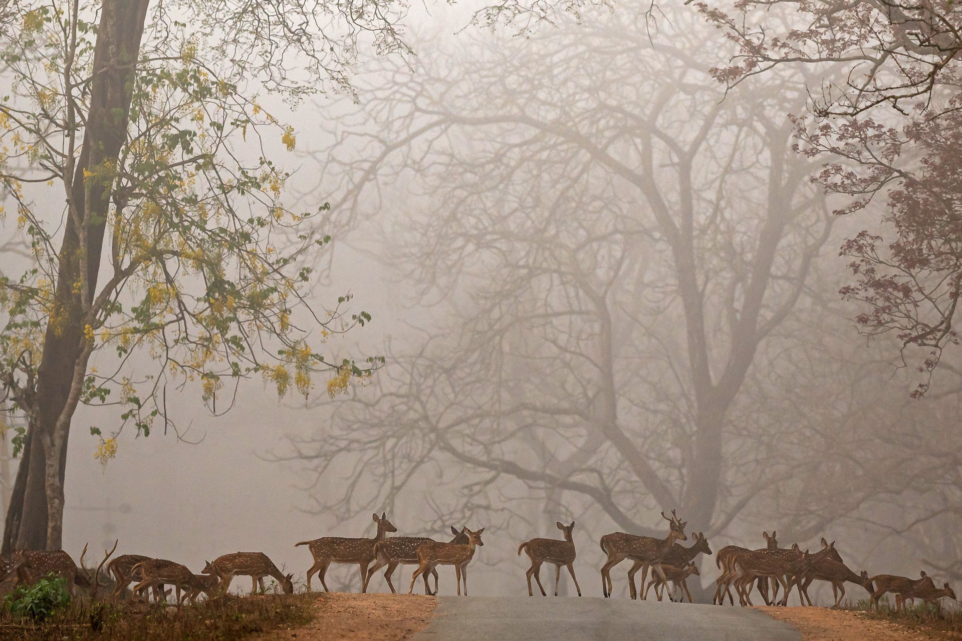 A herd of spotted deer or chital in the mist