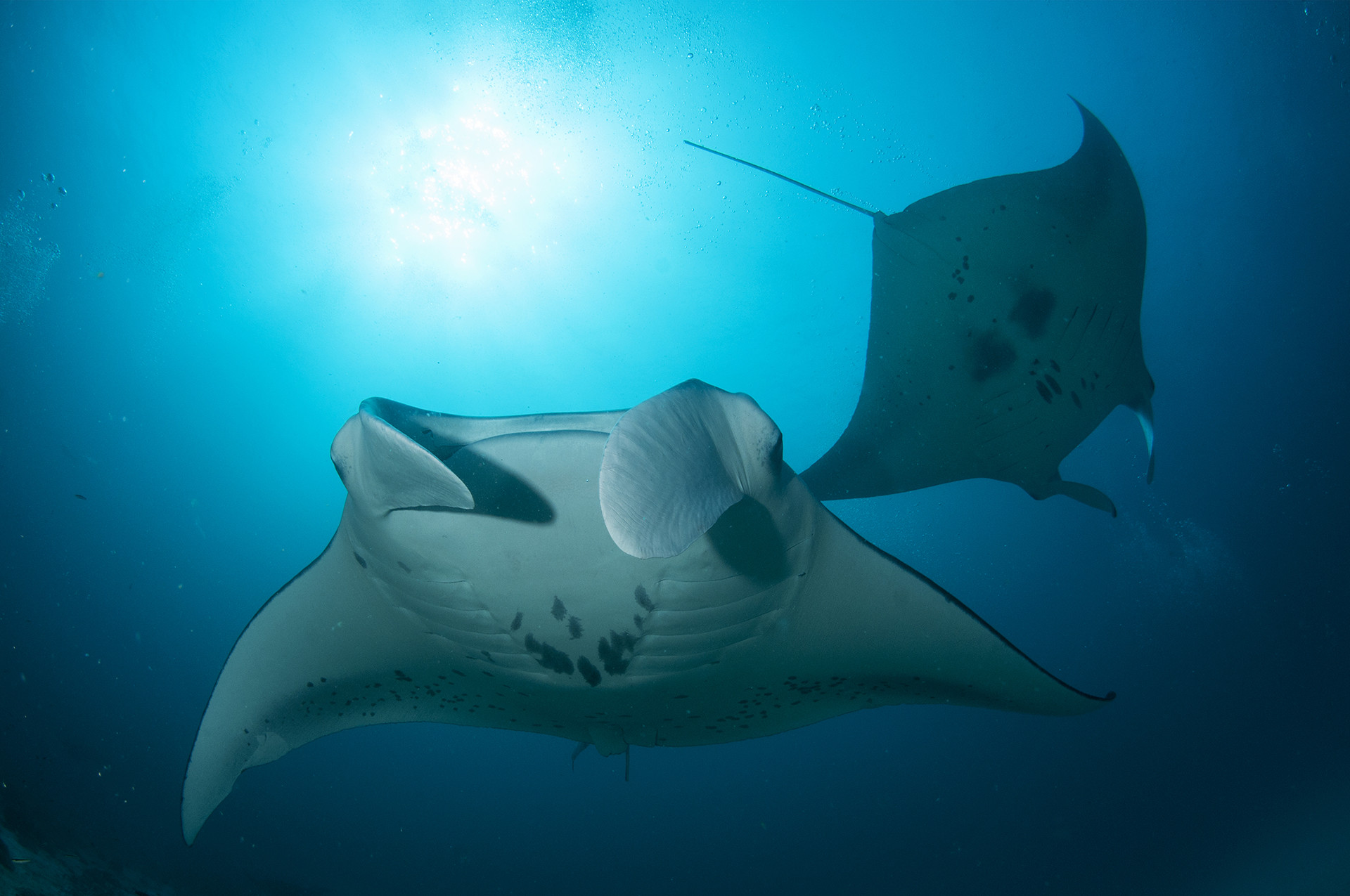 Mantarays umeedmistry umd - Slime Time | Nature inFocus