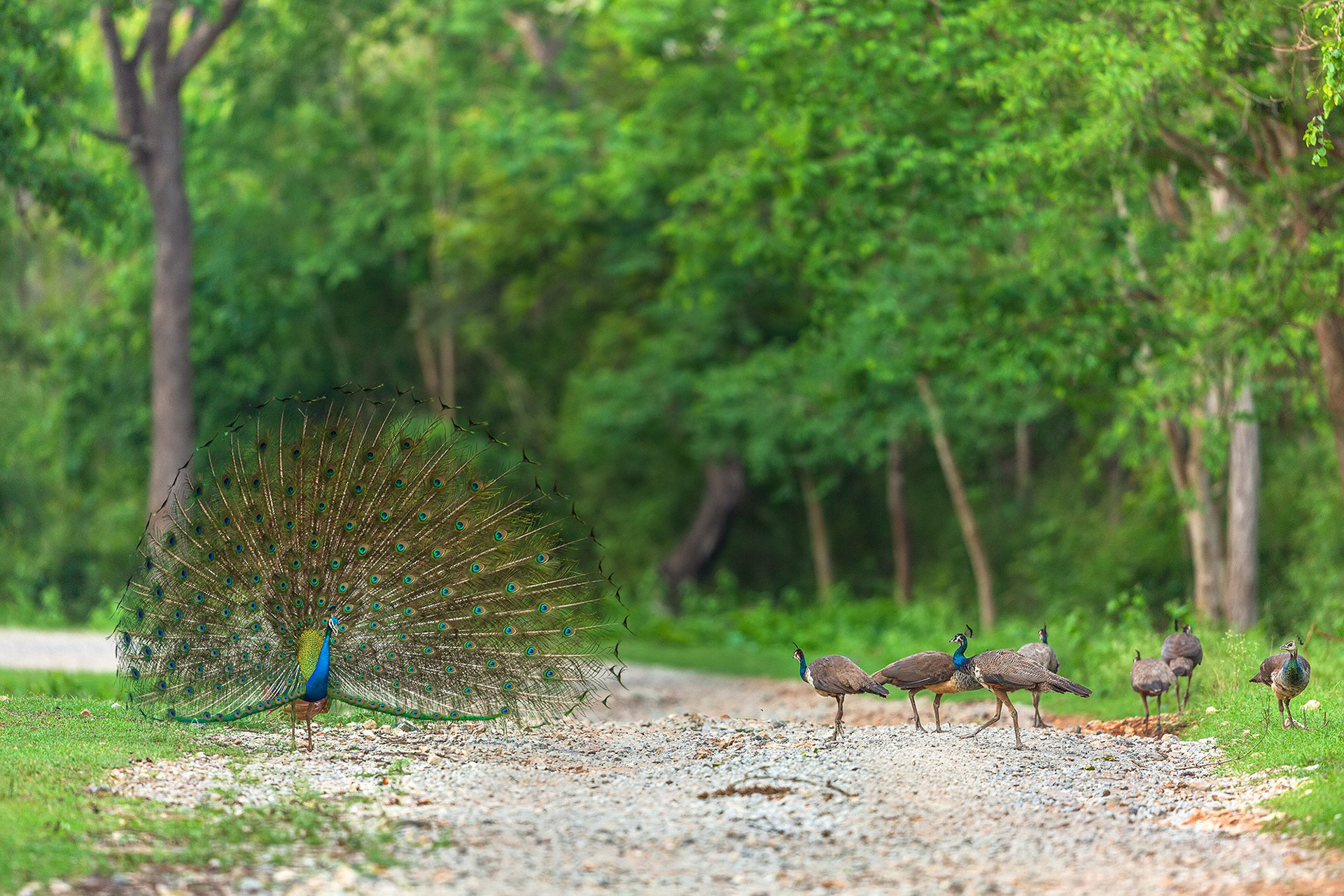 A peacock showing off its feathers to peahens