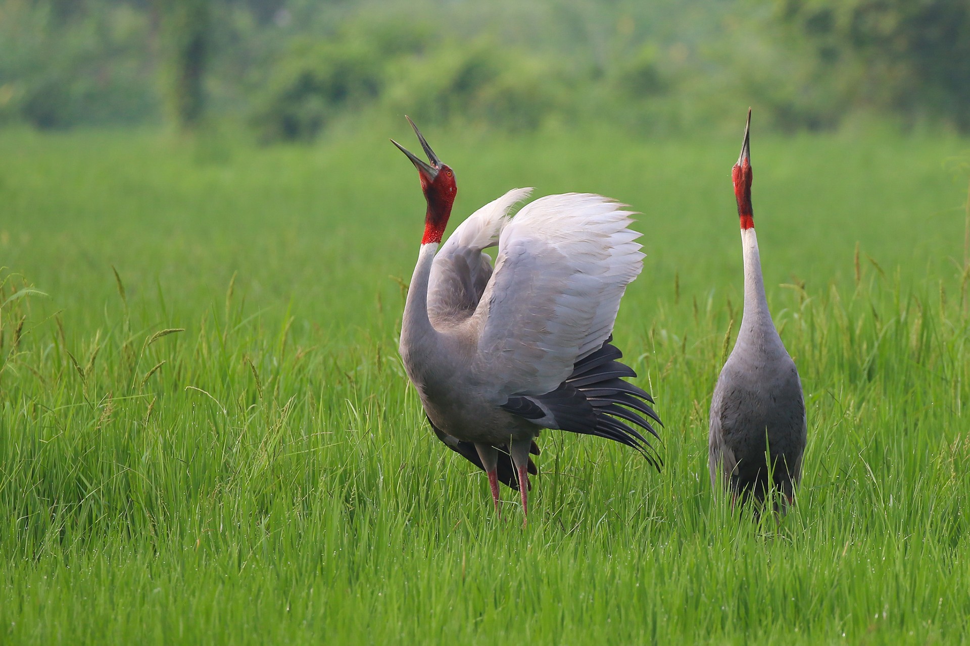 Shubham akolkar - Grassland Birds | Nature inFocus