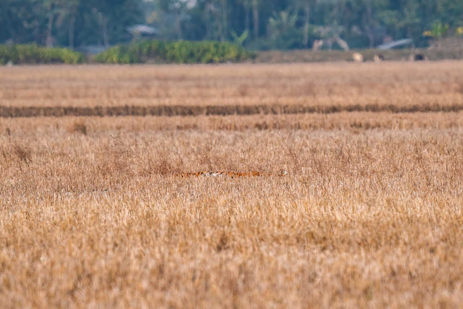 Tiger resting in a dry paddy field