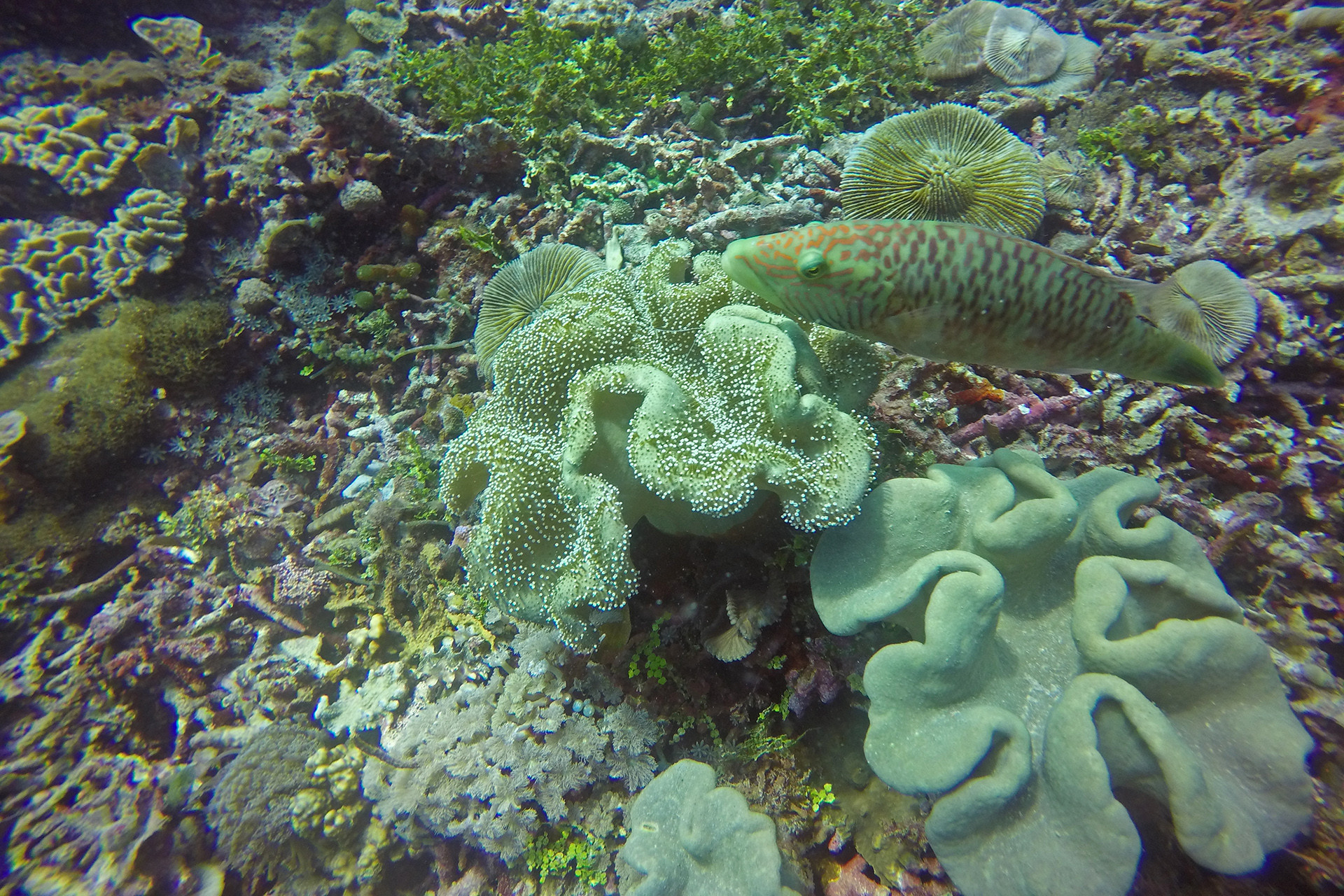 A wrasse and leather coral