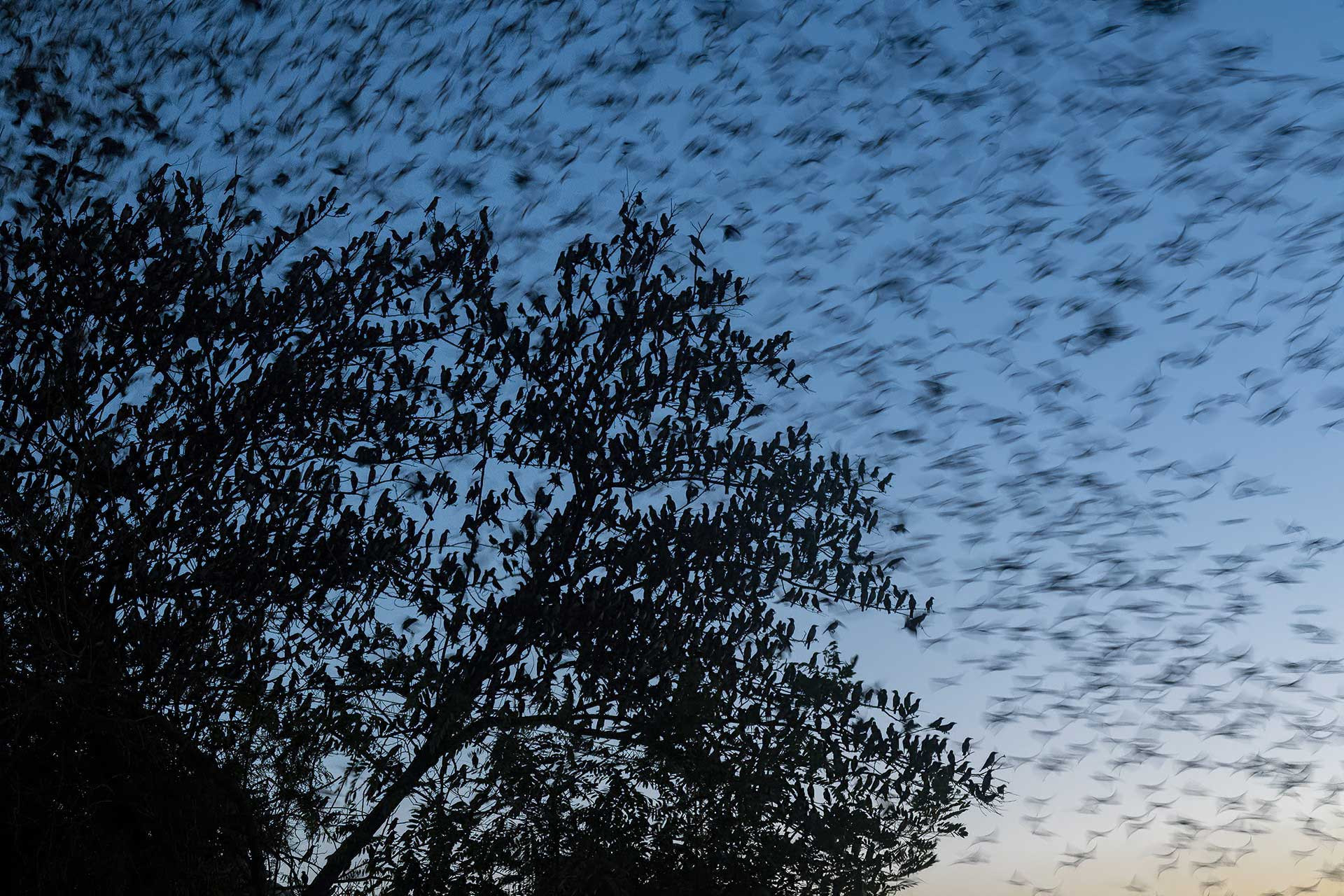 Rosy Starlings roosting
