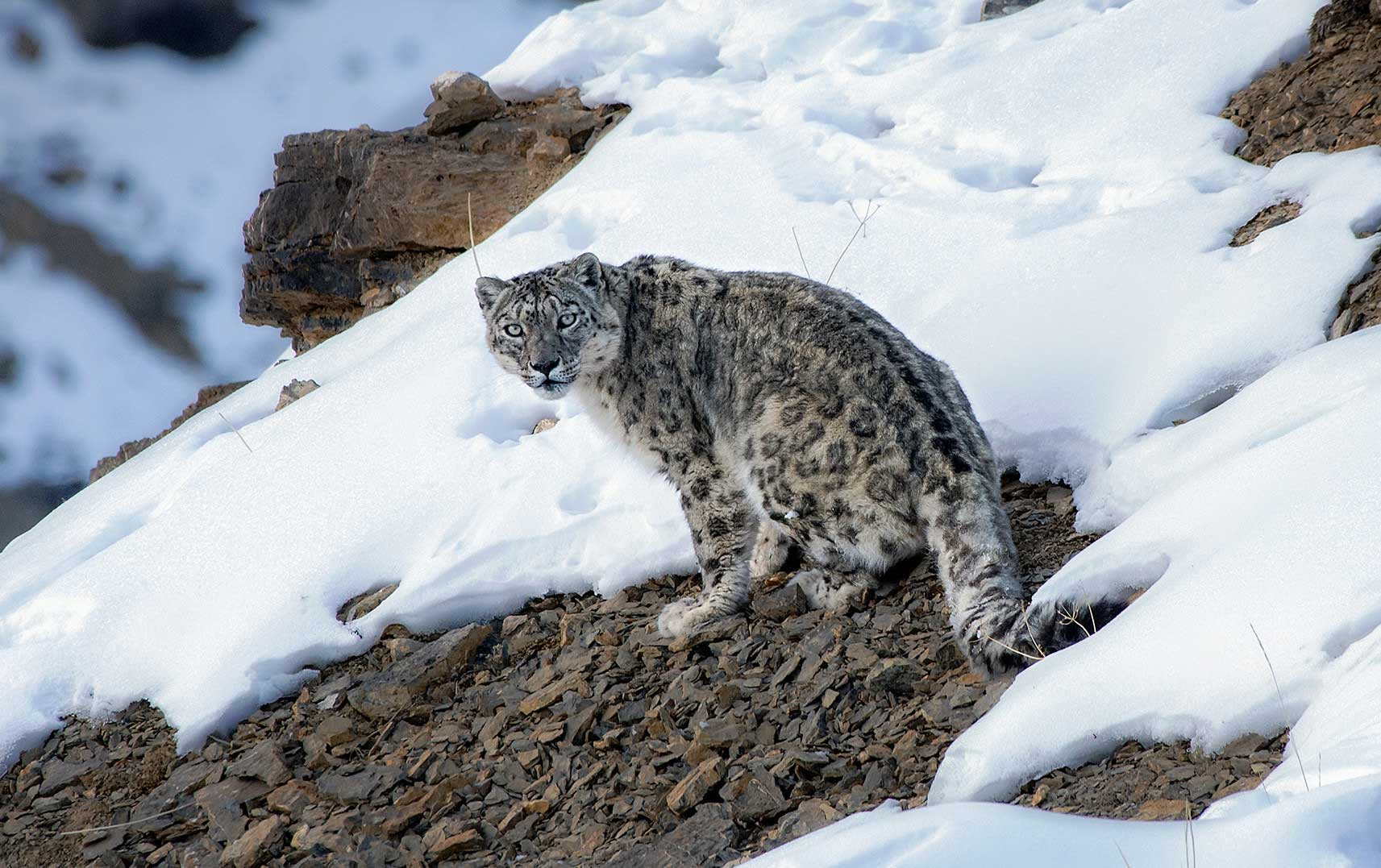 Female Snow Leopard in Kibber, Himachal Pradesh