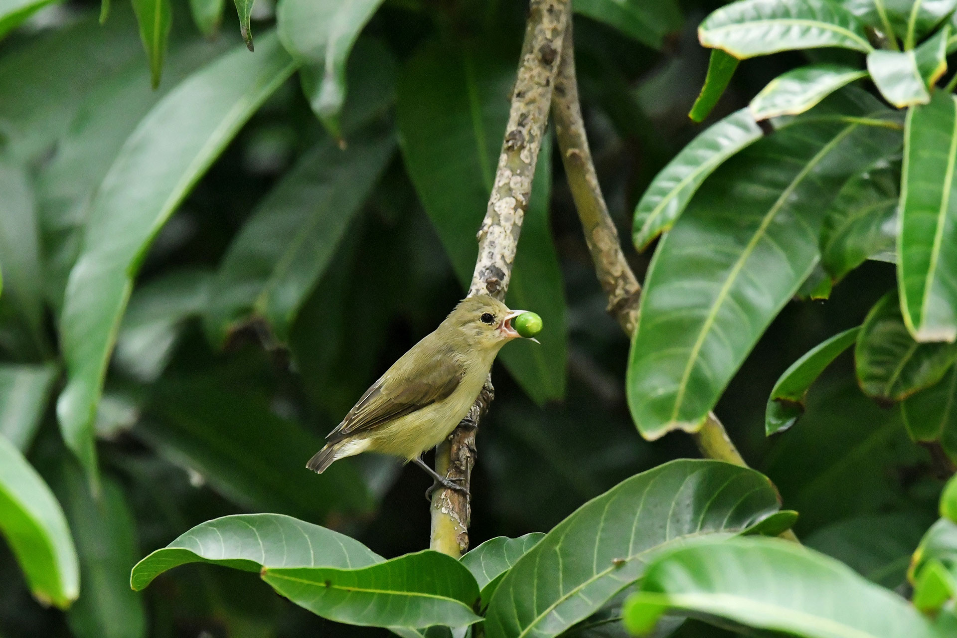 Pale-Billed Flowerpecker feeding on Dendrophthoe sp. fruit