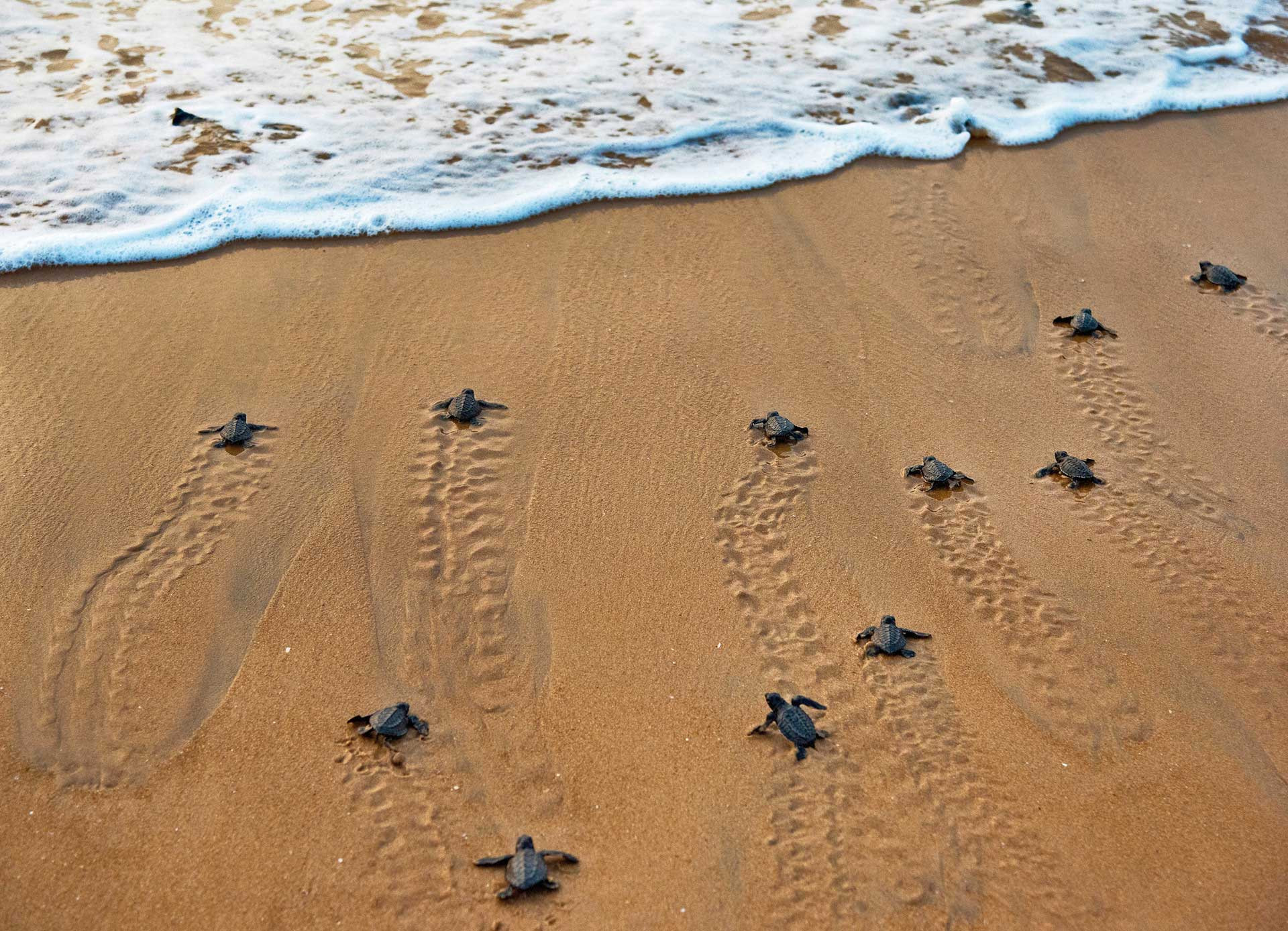 Baby Olive Ridley turtles returning to the sea