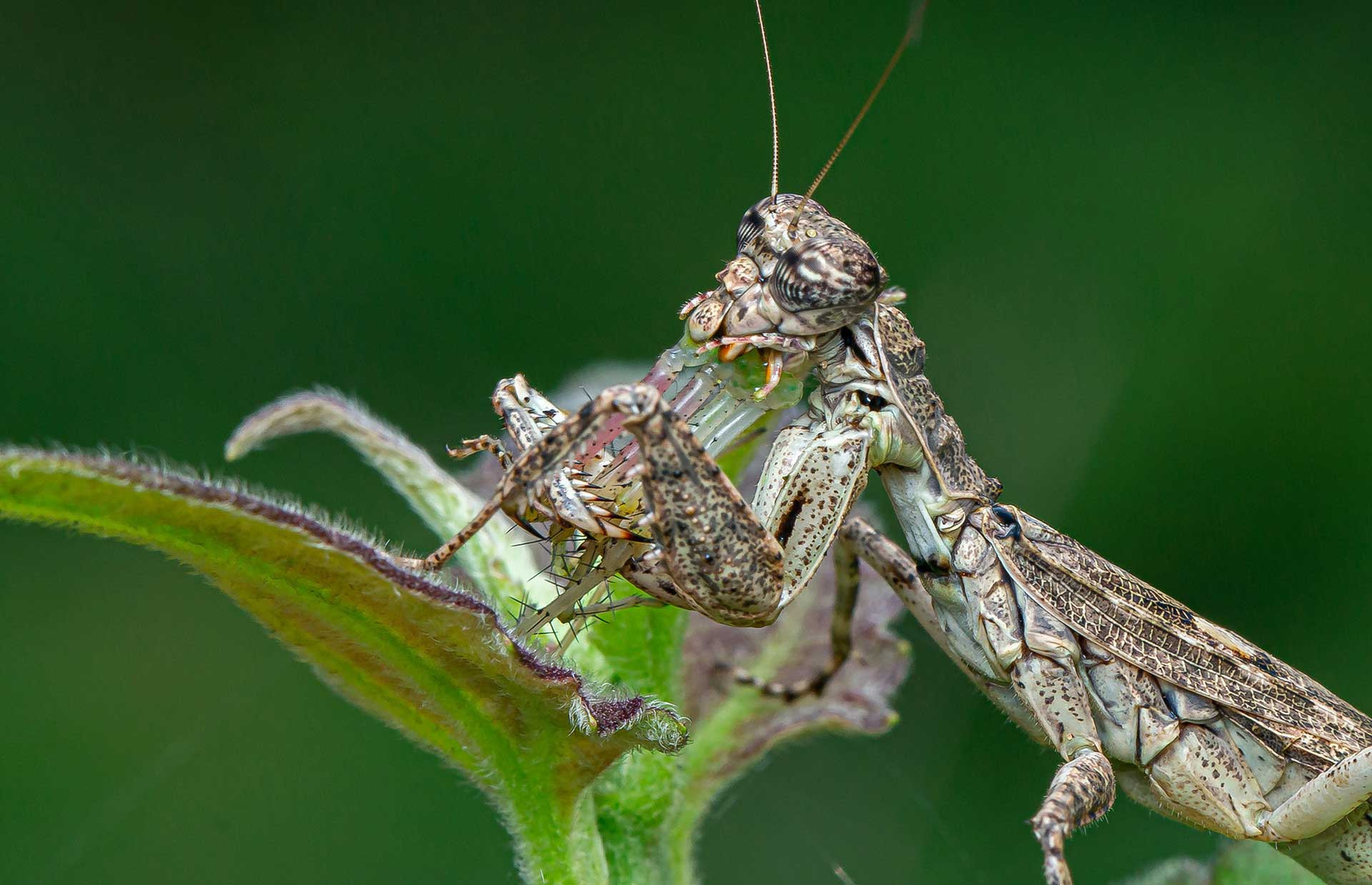 Bark Mantis hunting green lynx spider
