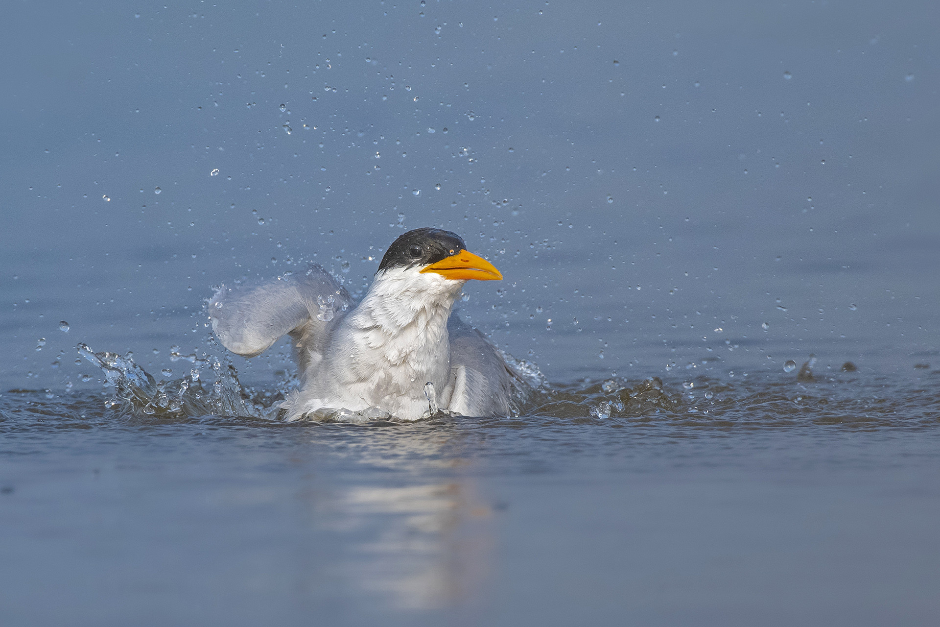 River Tern Sterna aurantia