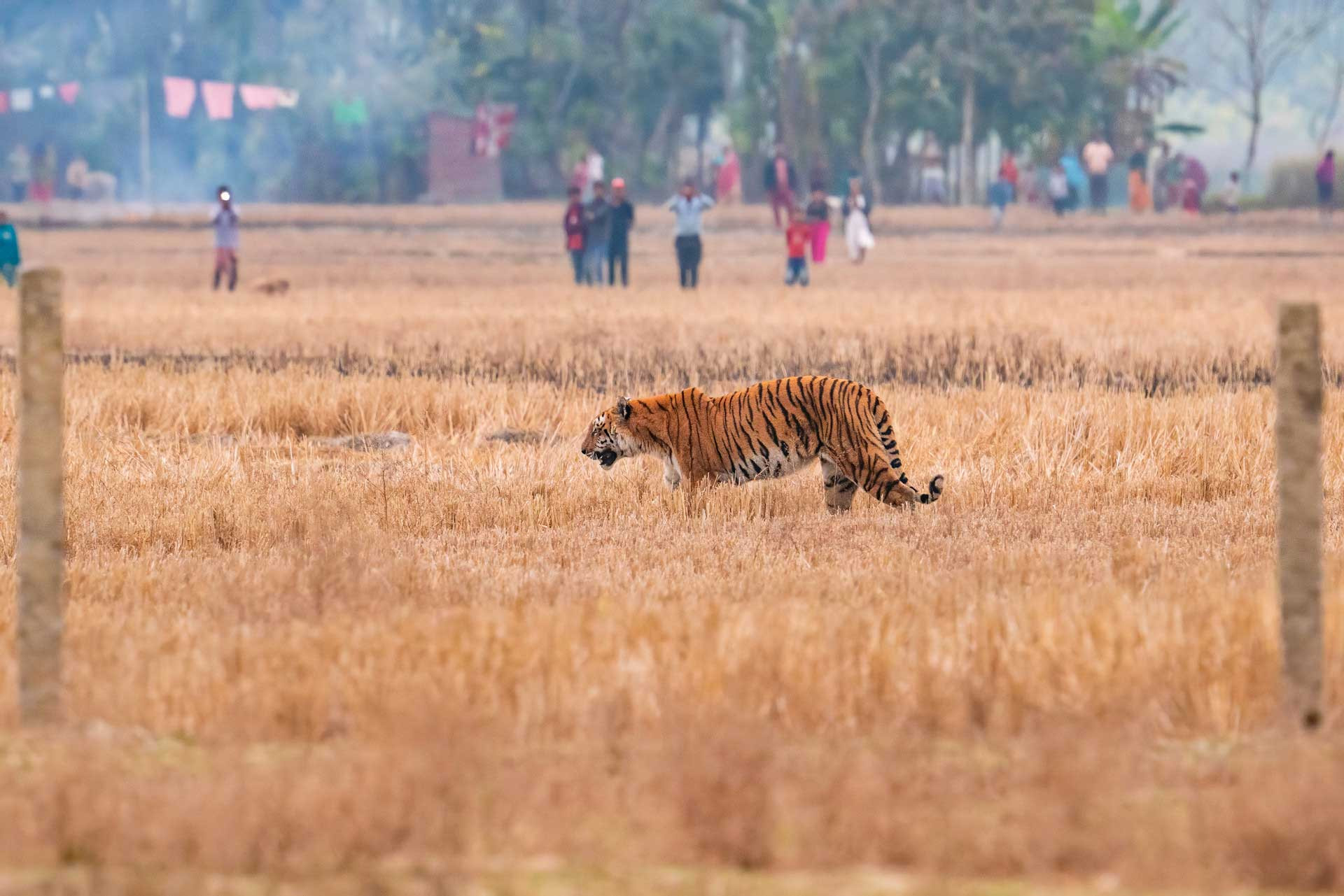 Human tiger conflict in Odisha