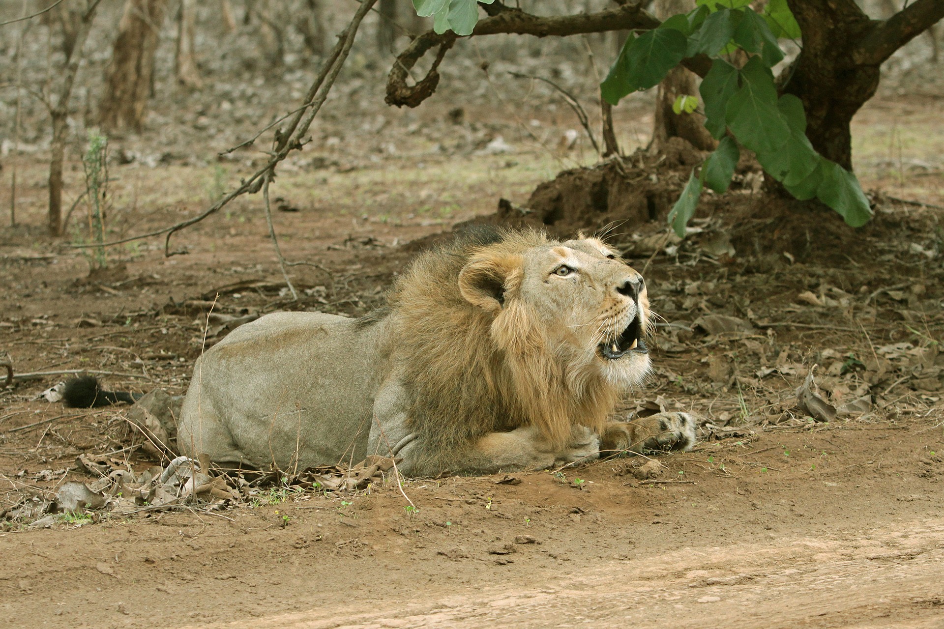 Lion bhushan pandya - Who Is King? | Nature inFocus
