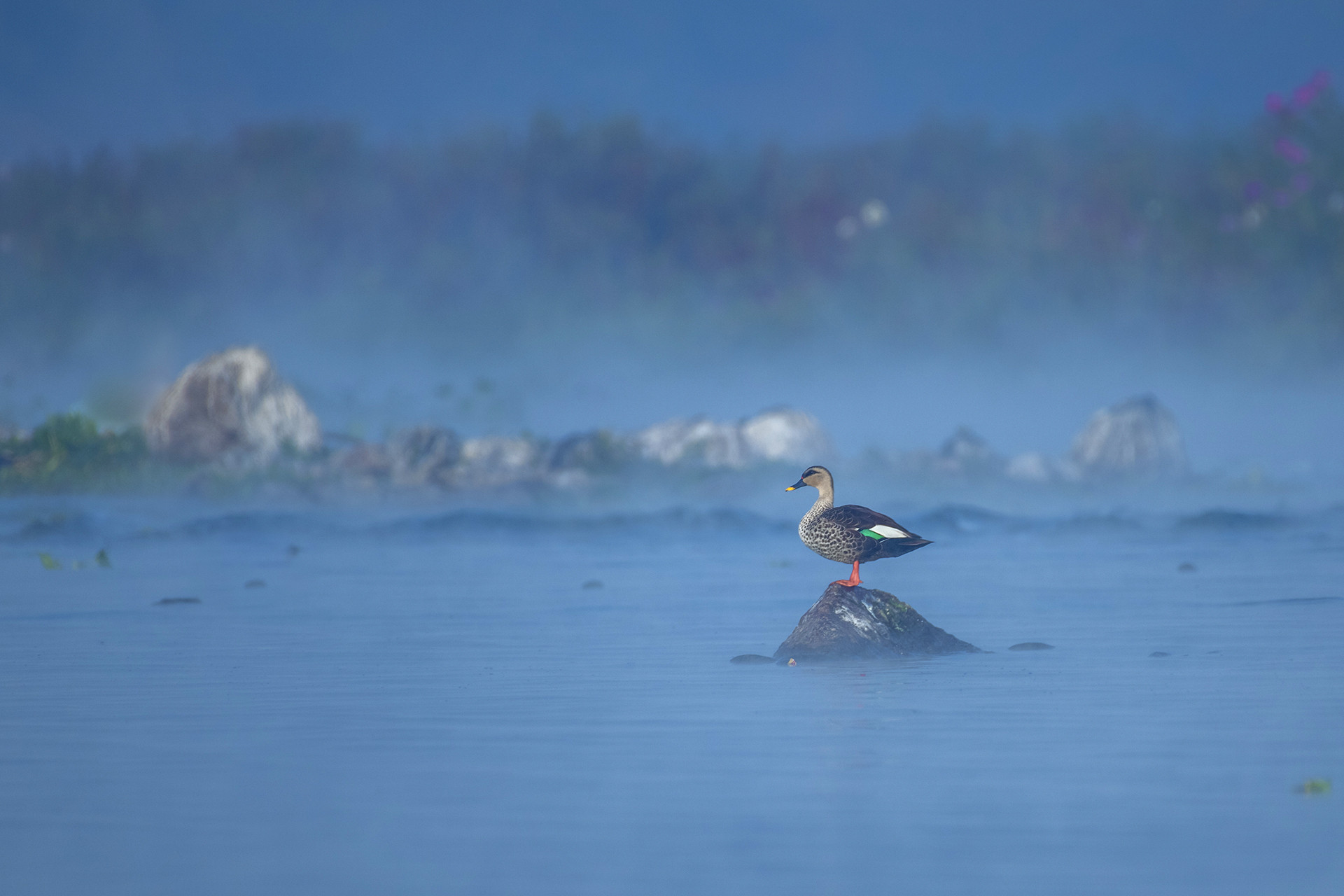 Indian Spot-billed Duck Anas poecilorhyncha