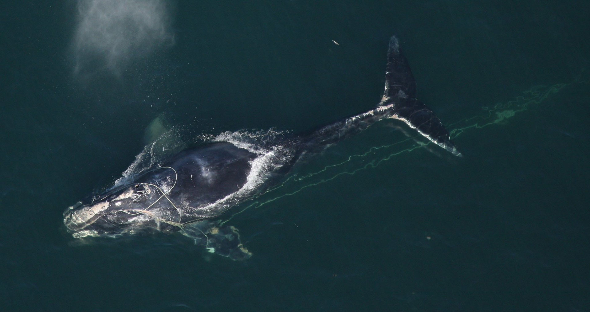 North Atlantic Right whale entangled in fishing gear