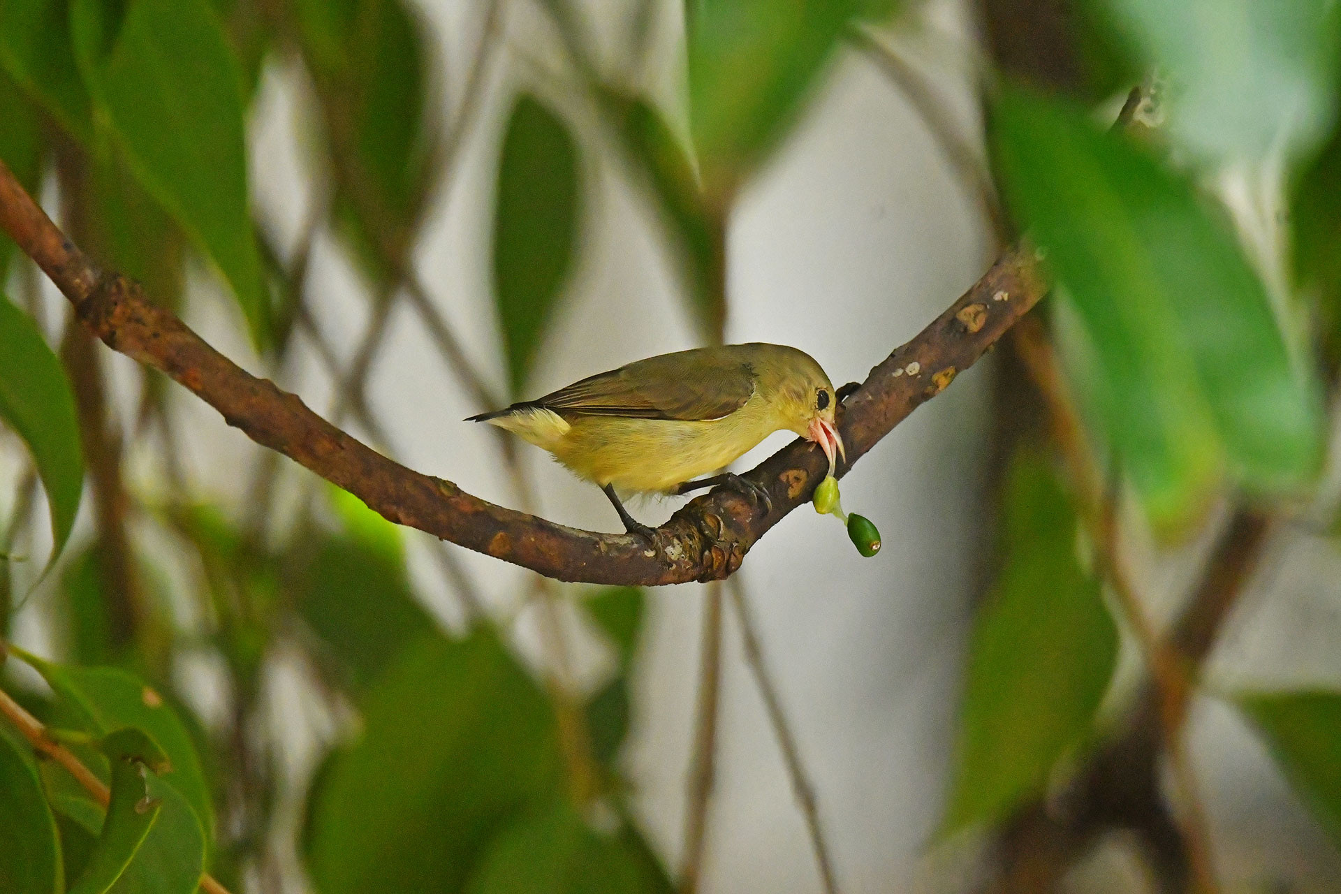 Pale-Billed Flowerpecker feeding on Dendrophthoe sp. fruit