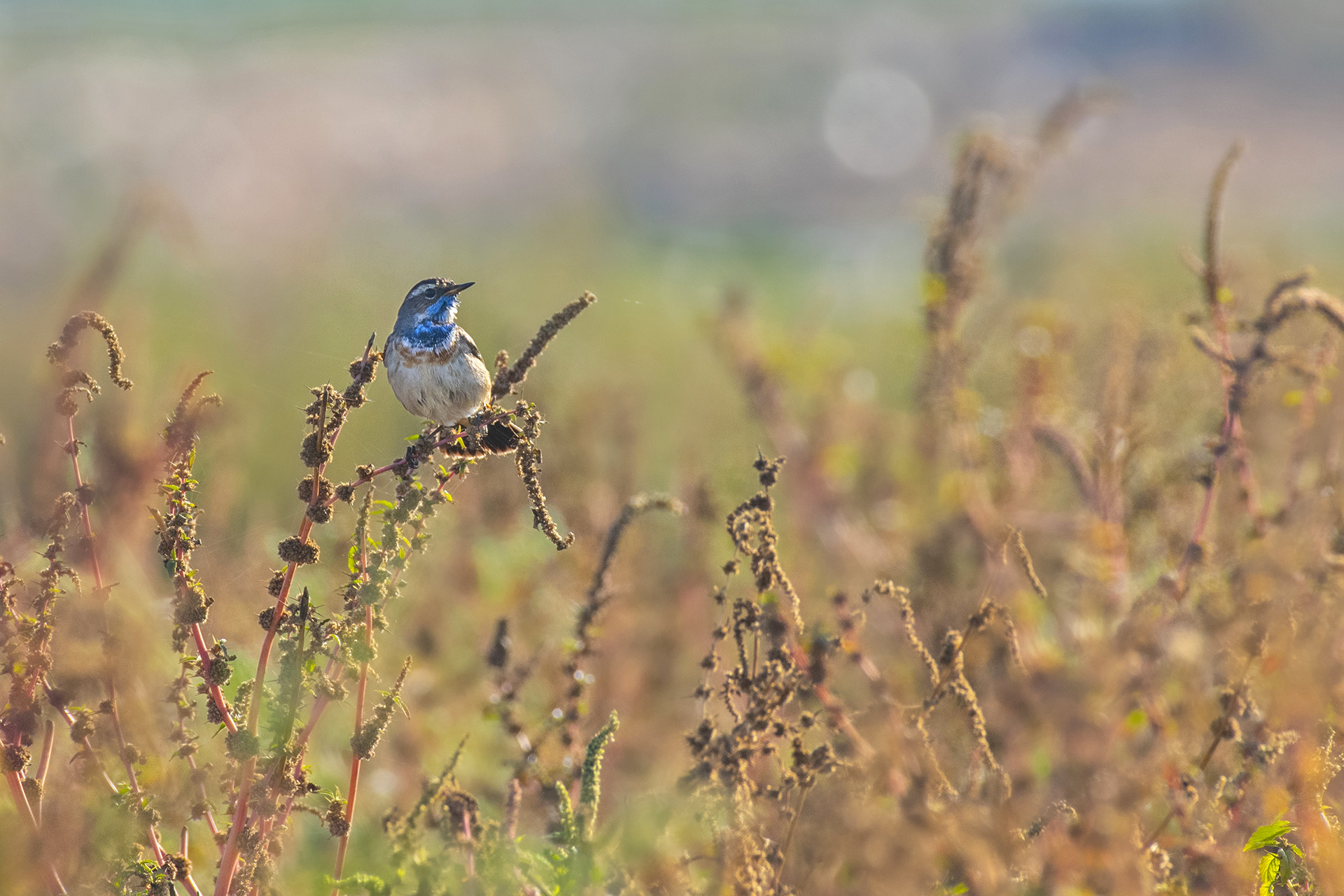 Bluethroat Luscinia svecica