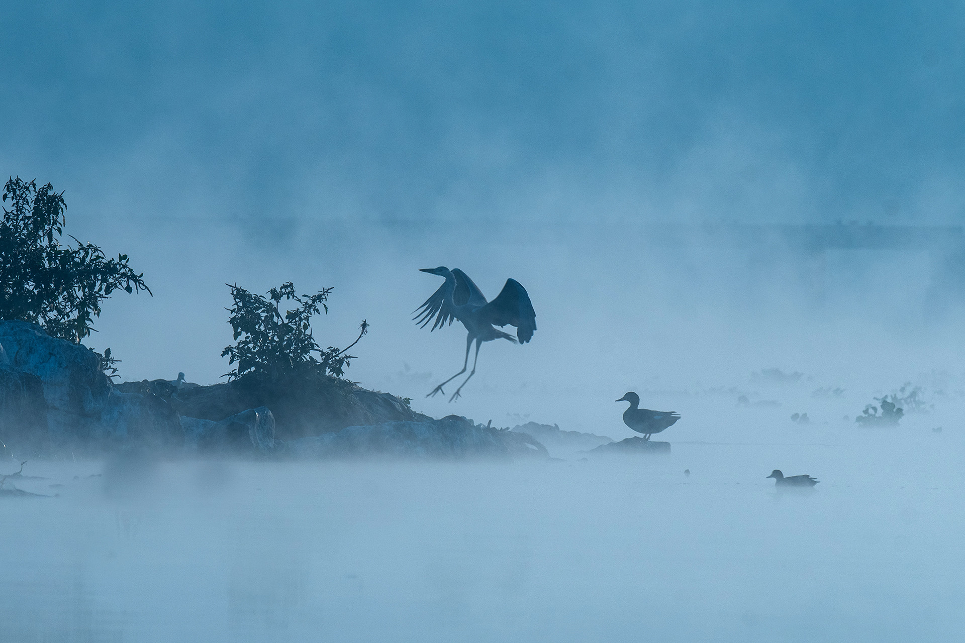 Grey heron - The Avians Of Kavadi Pat | Nature inFocus