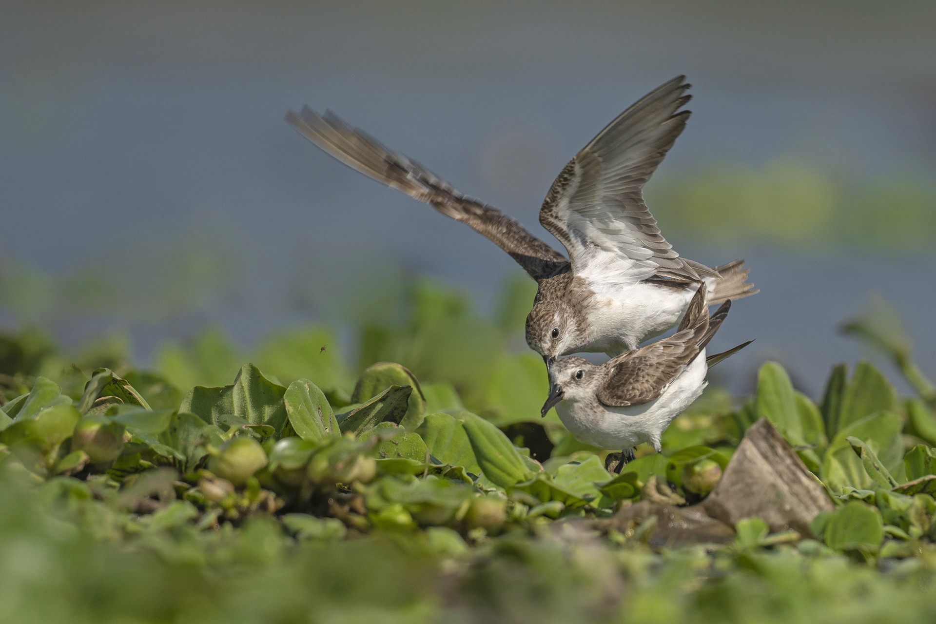 Little Stint Calidris minuta