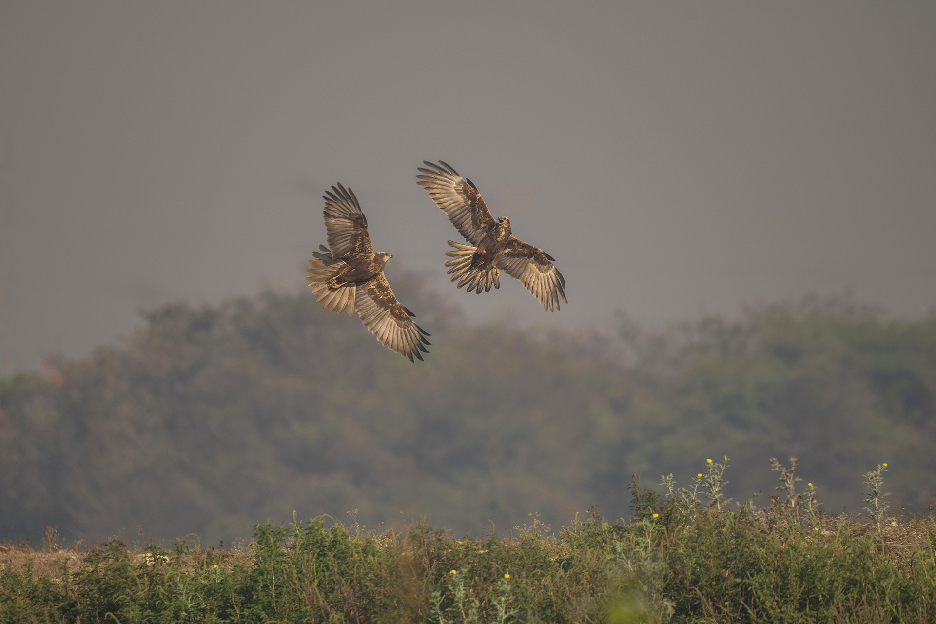 Western Marsh Harrier Circus aeruginosus