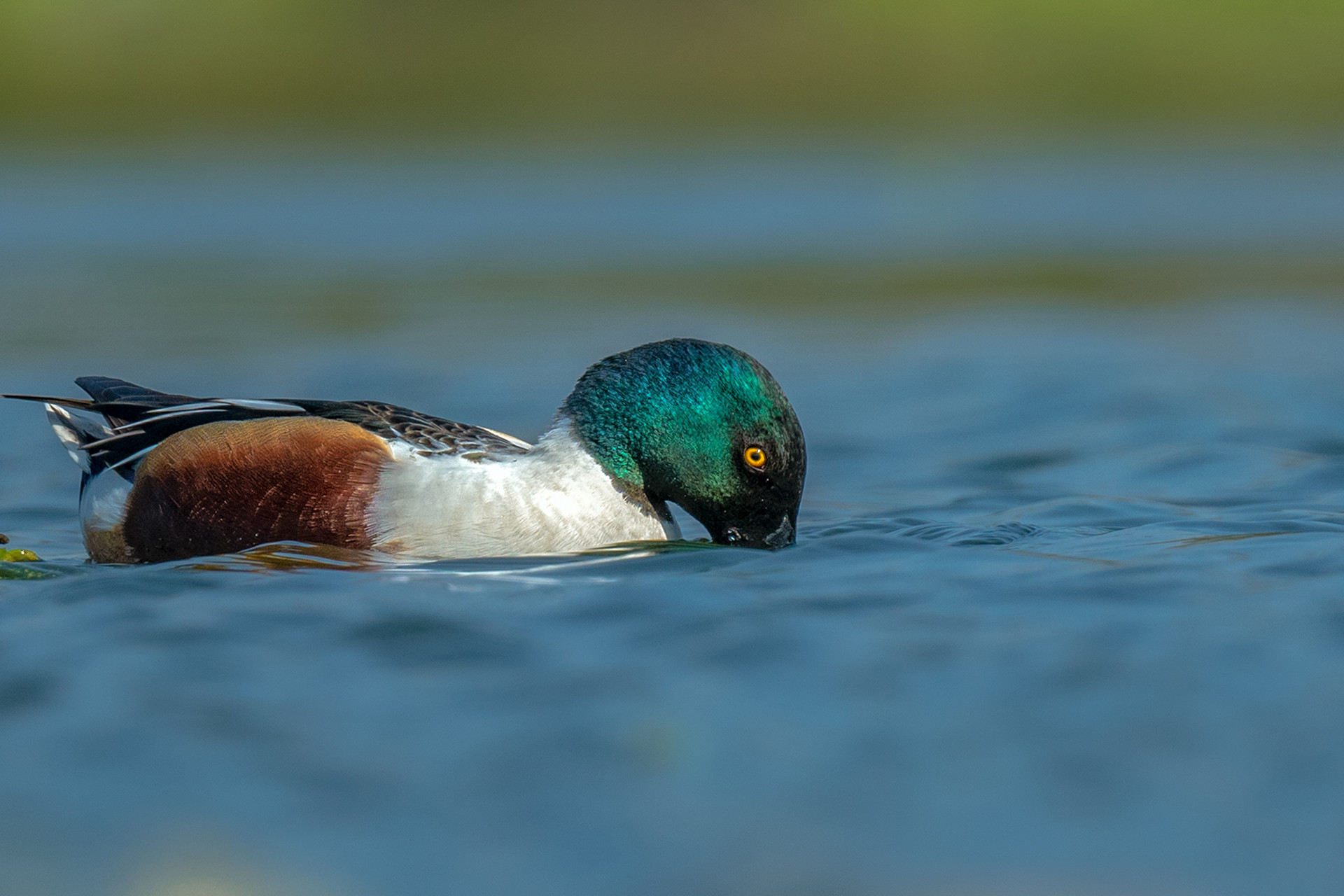 Northern Shoveler Spatula clypeata