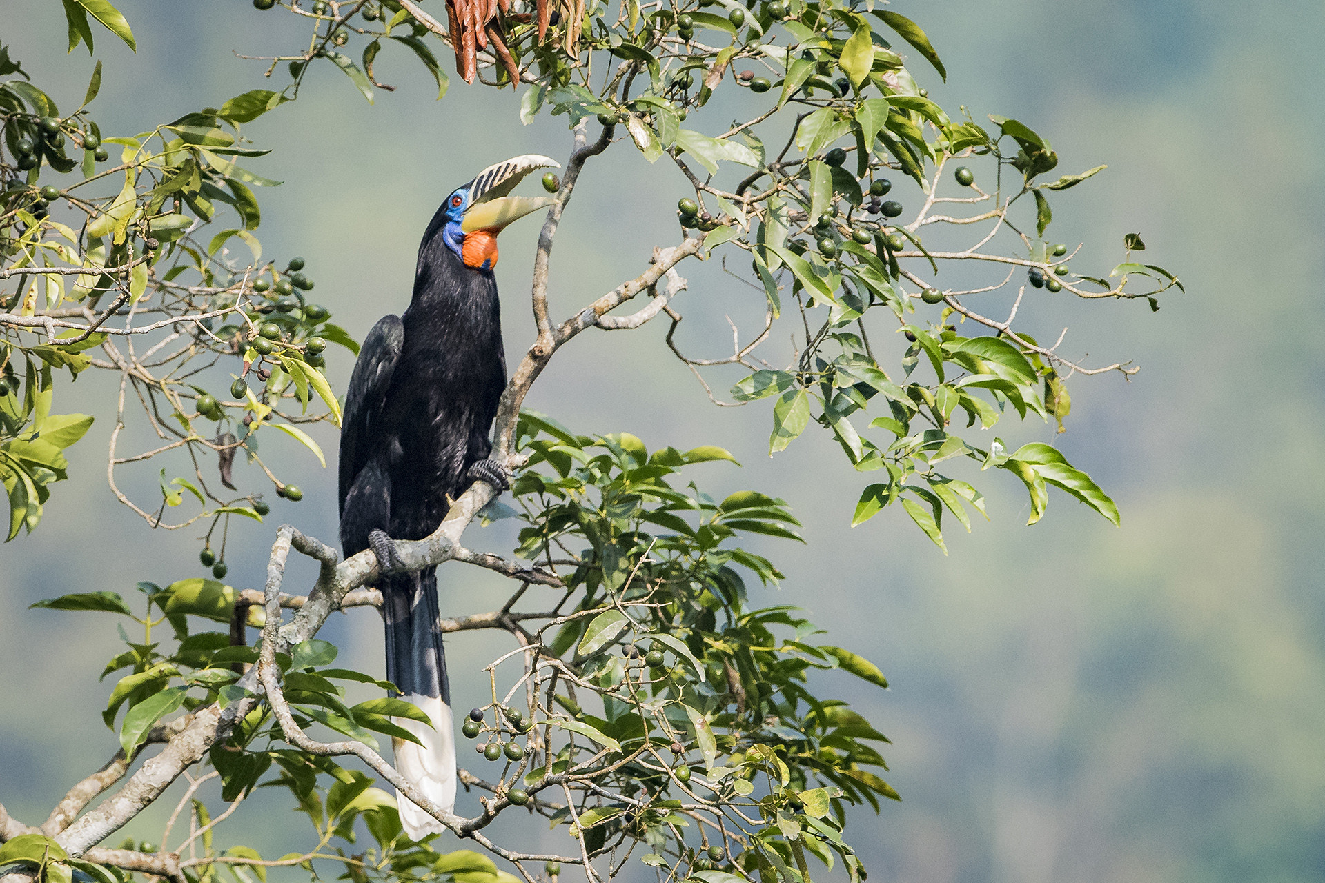 Rufous-necked Hornbill (Aceros nipalensis) in Latpanchar, West Bengal
