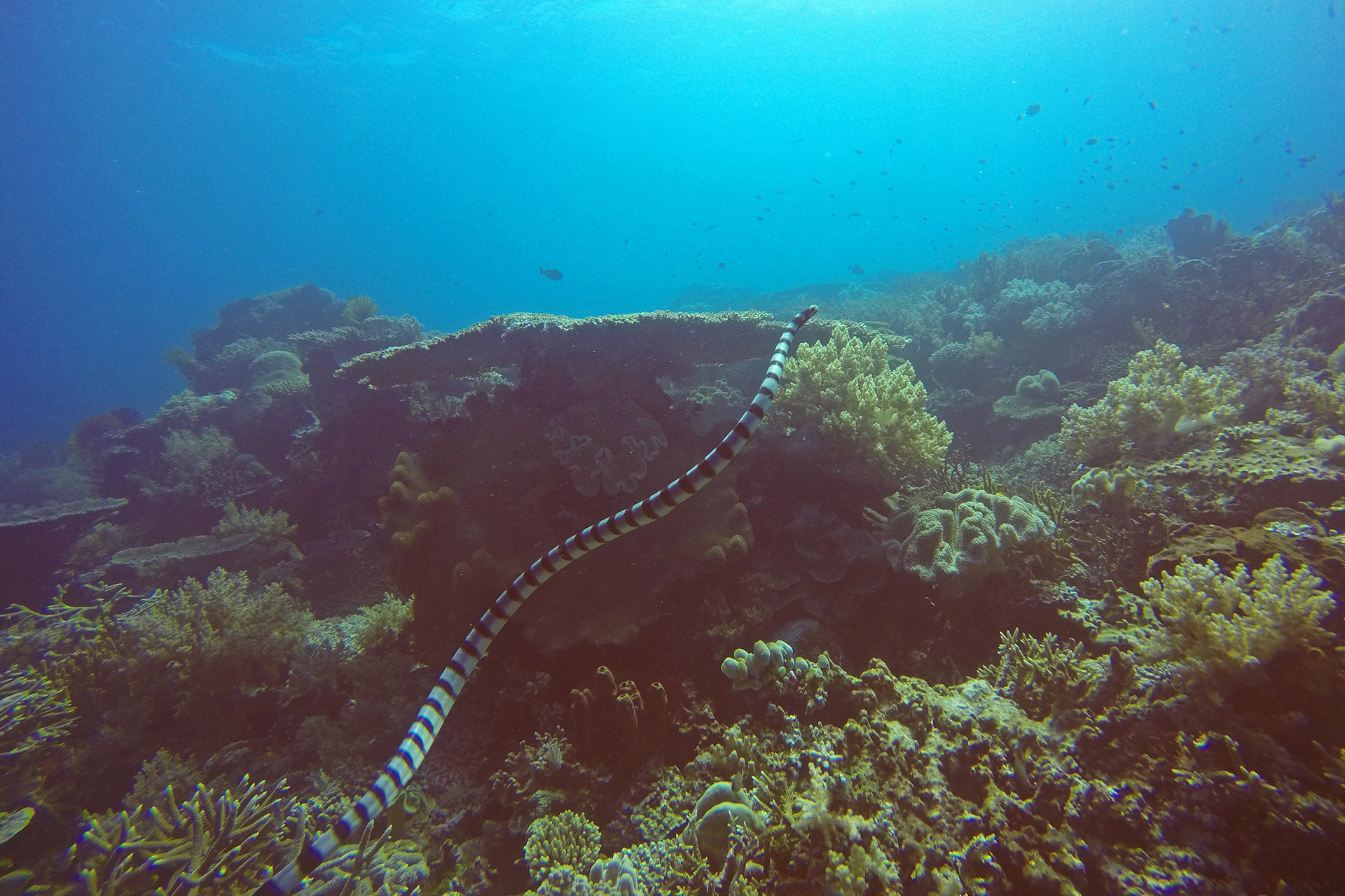 Banded Sea Krait swimming over a tabular coral colony