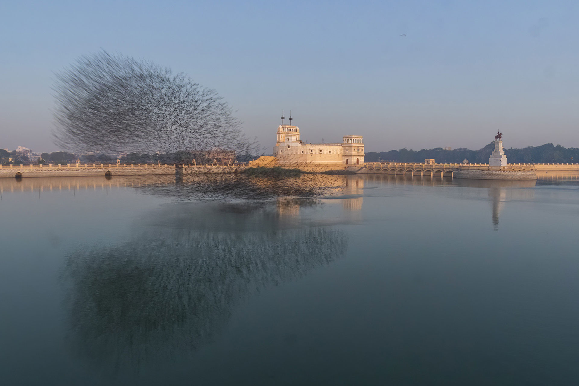 Rosy starling murmuration in lakhota lake