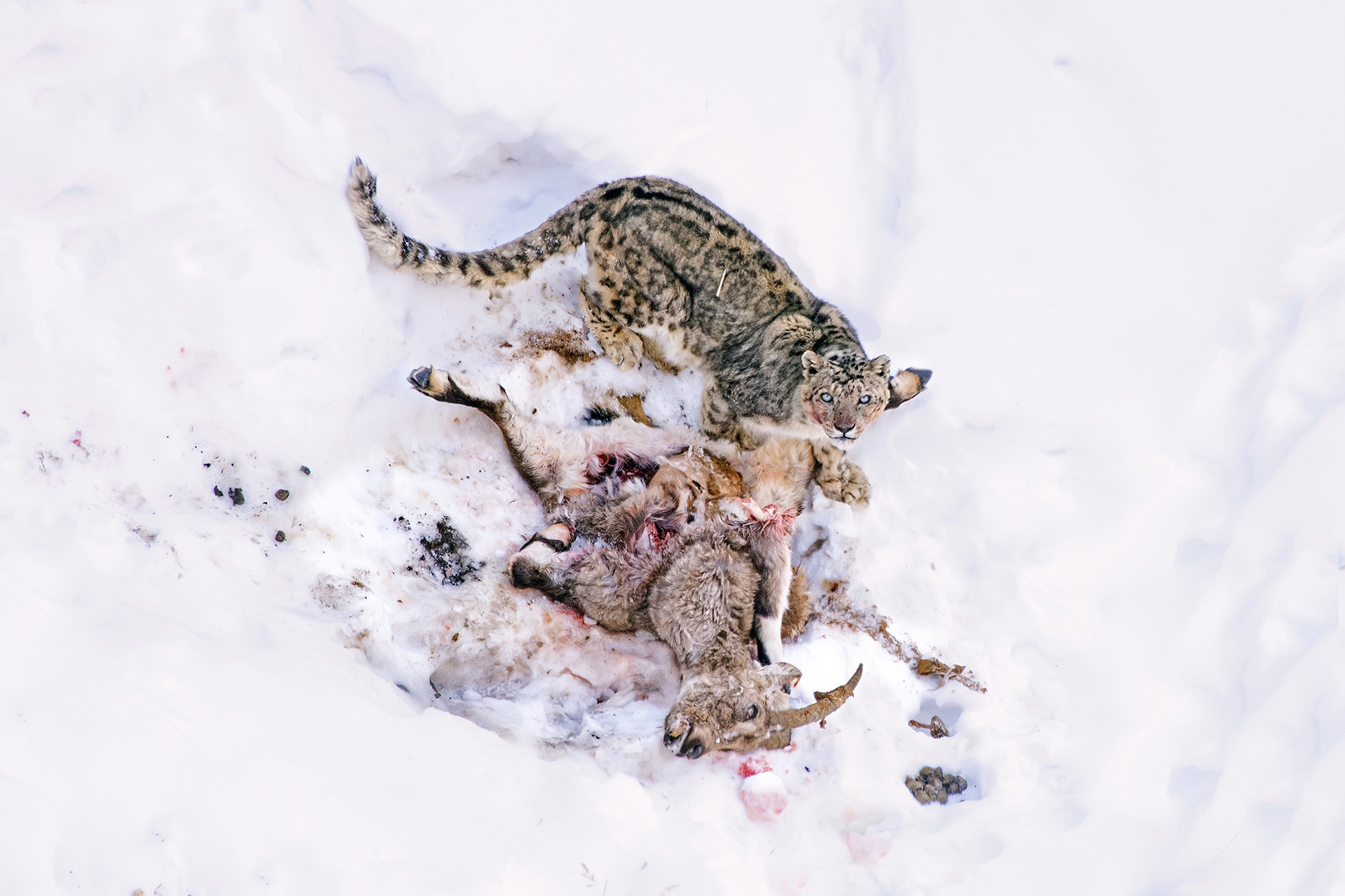 A male Snow Leopard with a Himalayan Ibex kill