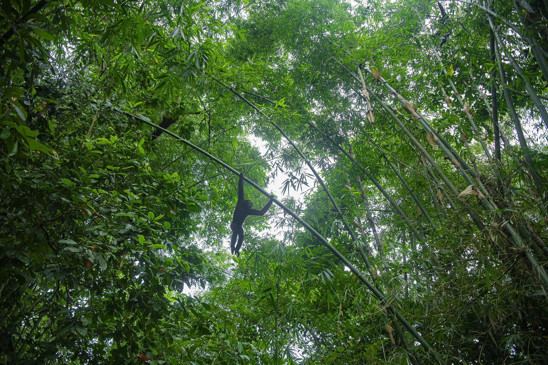 Male Hoolock Gibbon