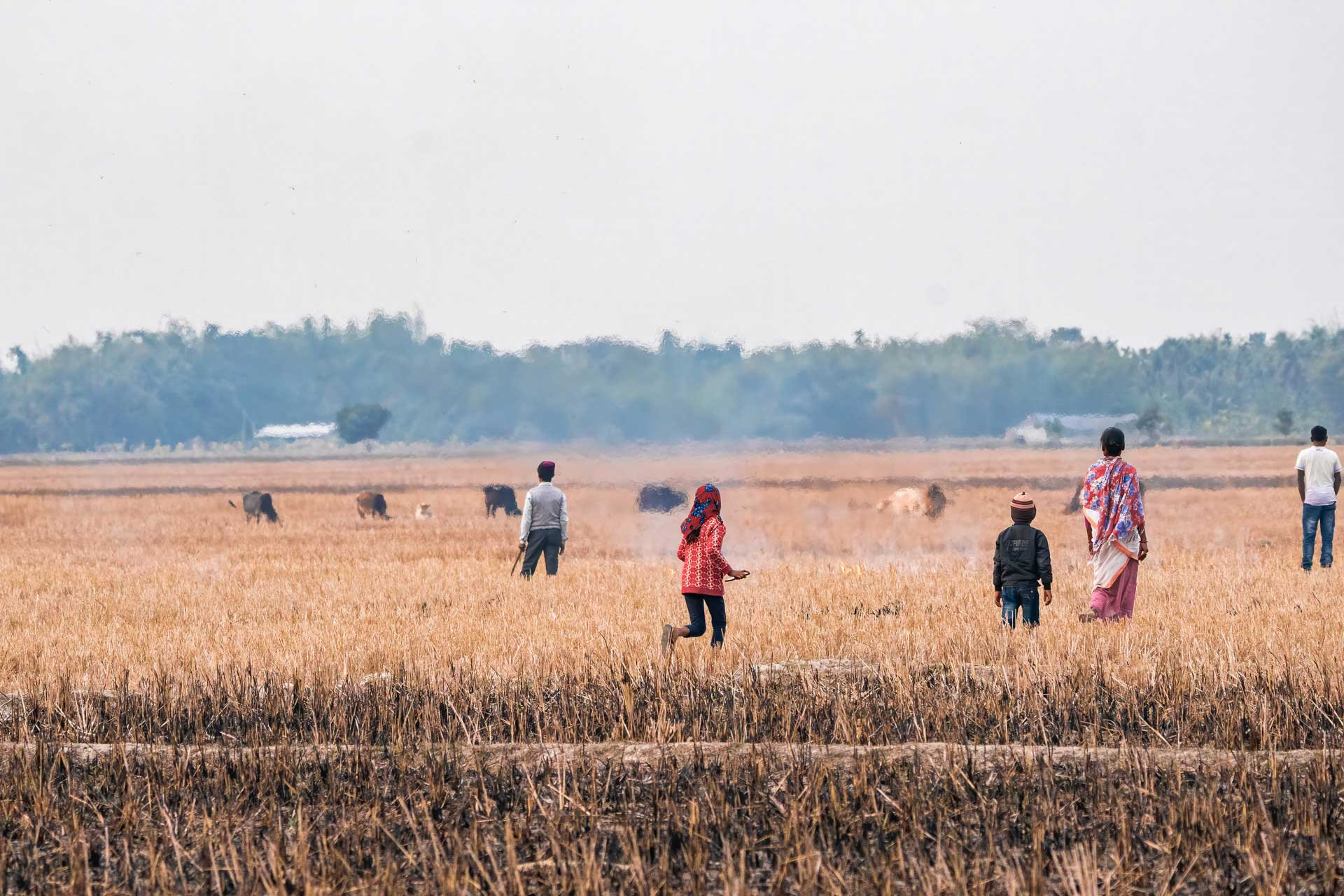 Paddy field in Odisha