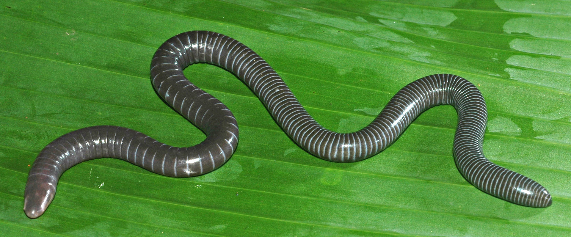 Gegeneophis danieli varad giri - Varad Giri: Moulding The Future Of Indian Herpetology | Nature inFocus