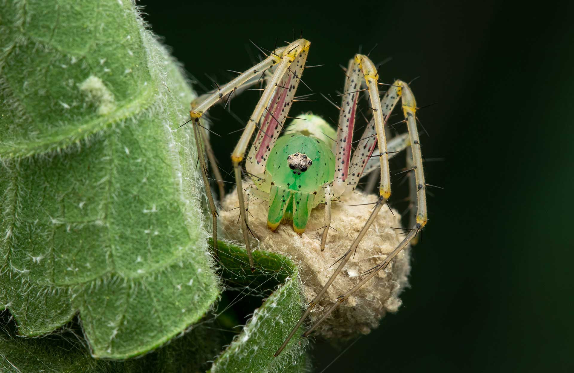 Green lynx spider with egg case
