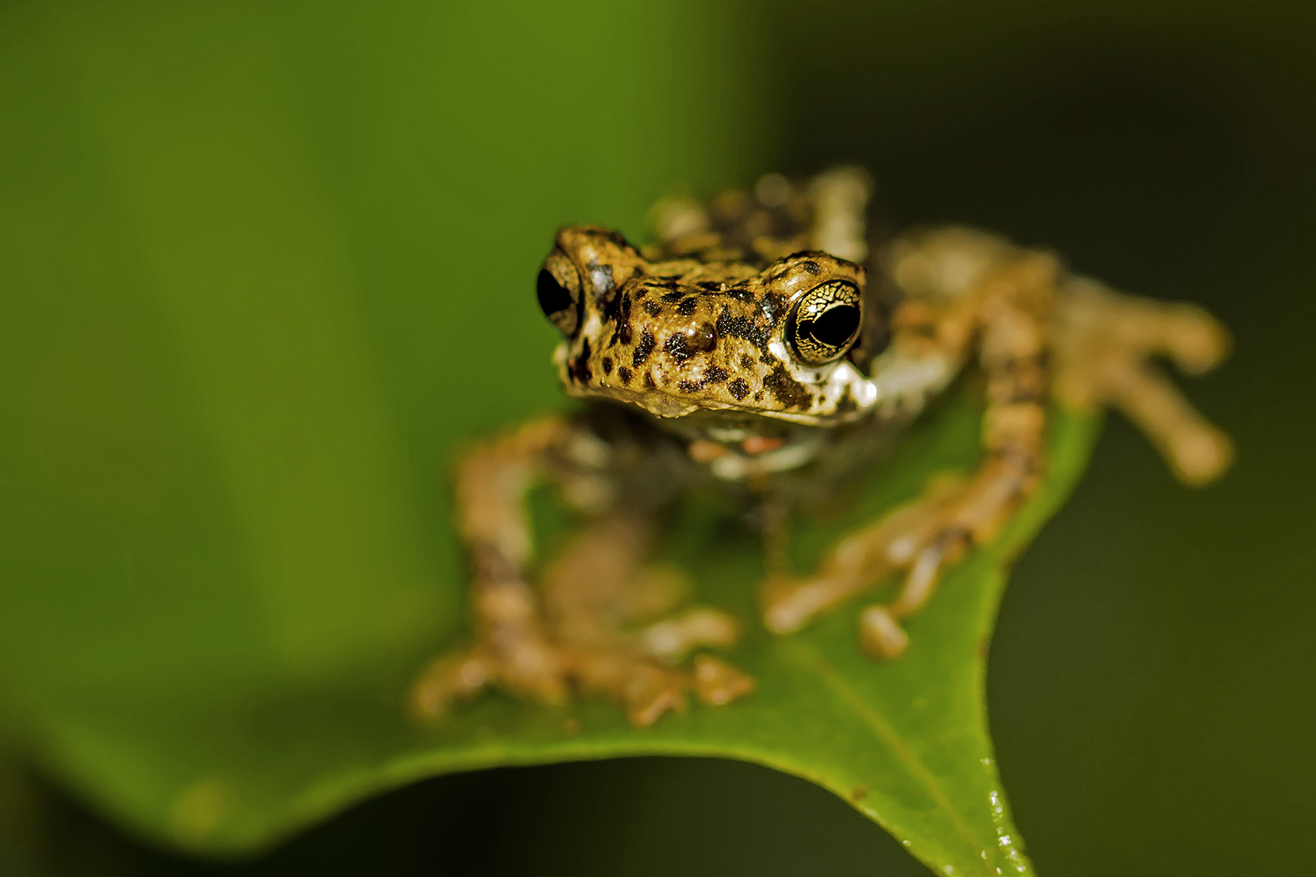 - #YearEnd: Our Favourite Stories Of 2020 | Nature inFocus
