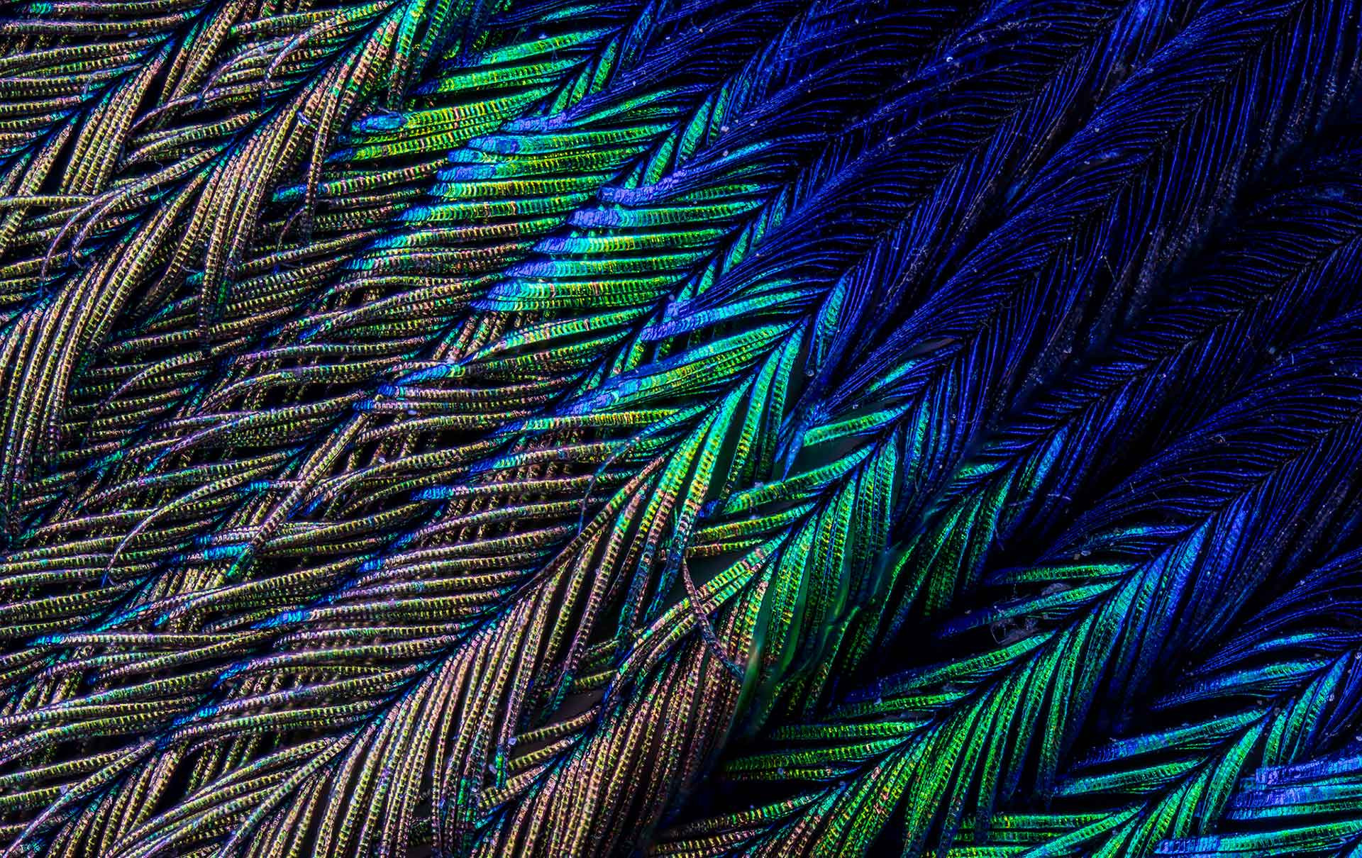 Close-up of a peacock feather