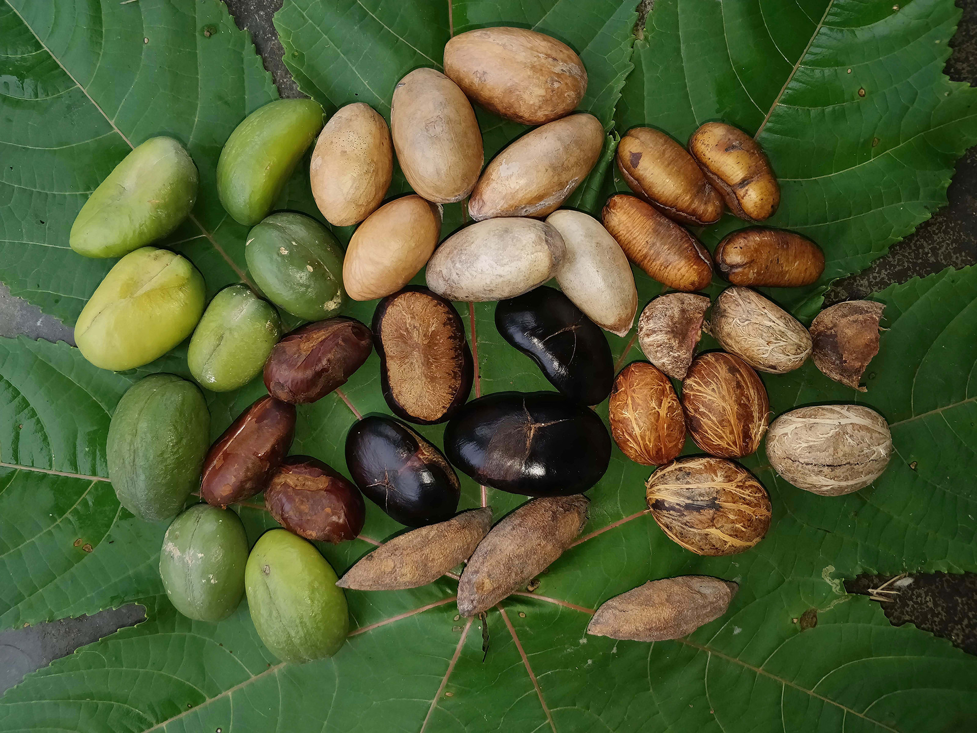 Seeds regurgitated by hornbills